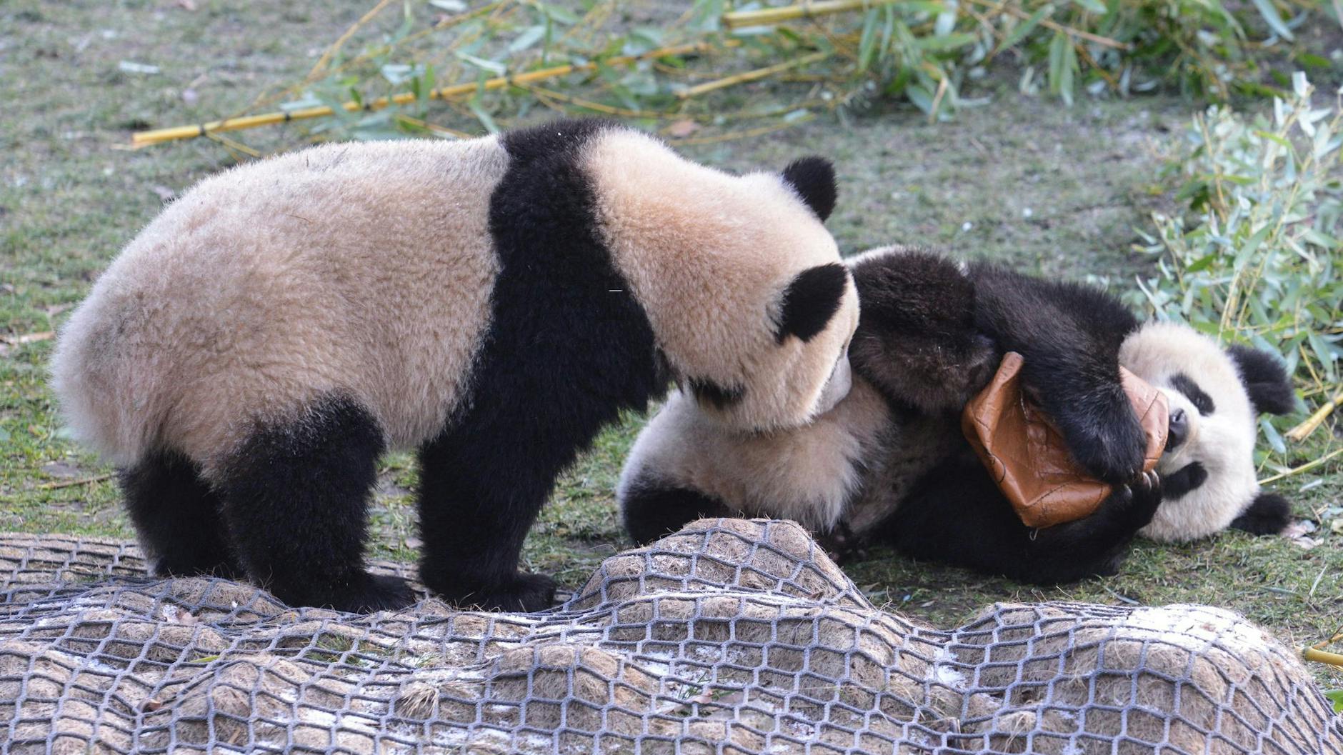 Die Pandas Pit und Paule werden den Berliner Zoo im kommenden Jahr verlassen.