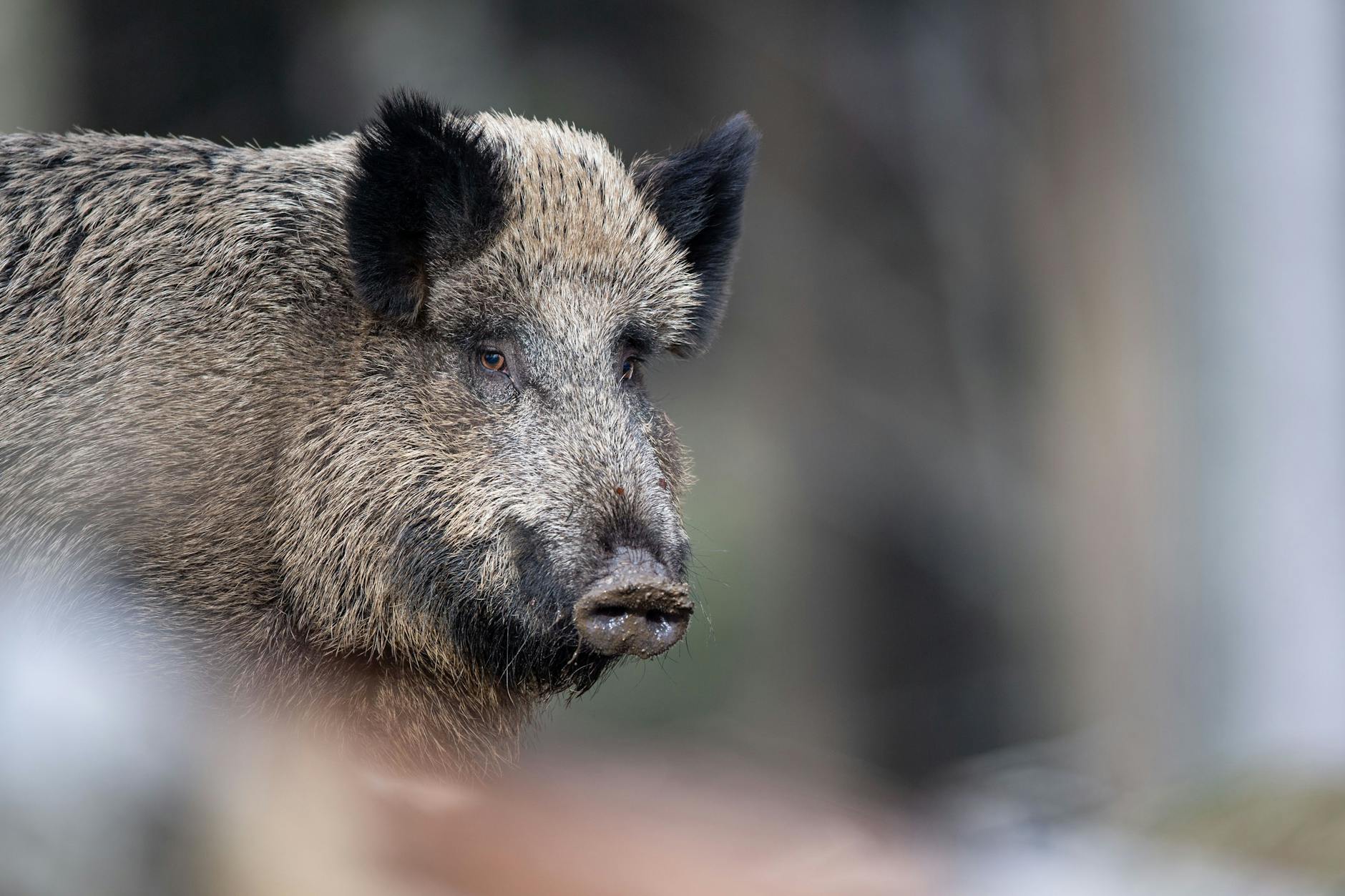 Radioaktiv belastet: Ein Wildschwein steht im Nationalparkzentrum Lusen im Wald.