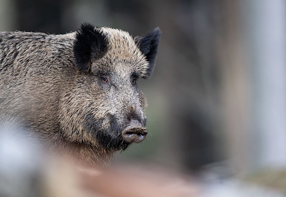 Radioaktiv belastet: Ein Wildschwein steht im Nationalparkzentrum Lusen im Wald.