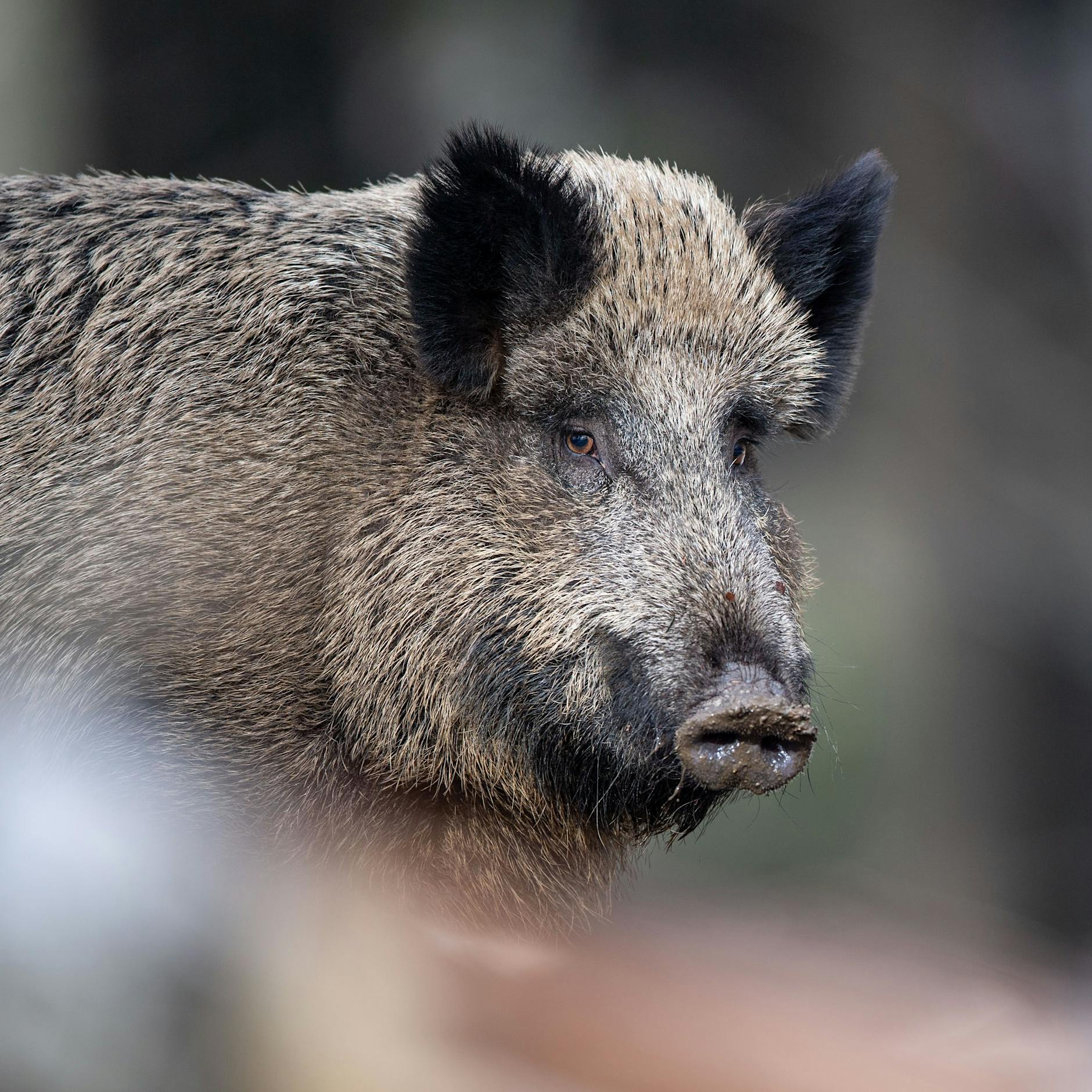 Wildschweine durch Atomtests radioaktiv verseucht