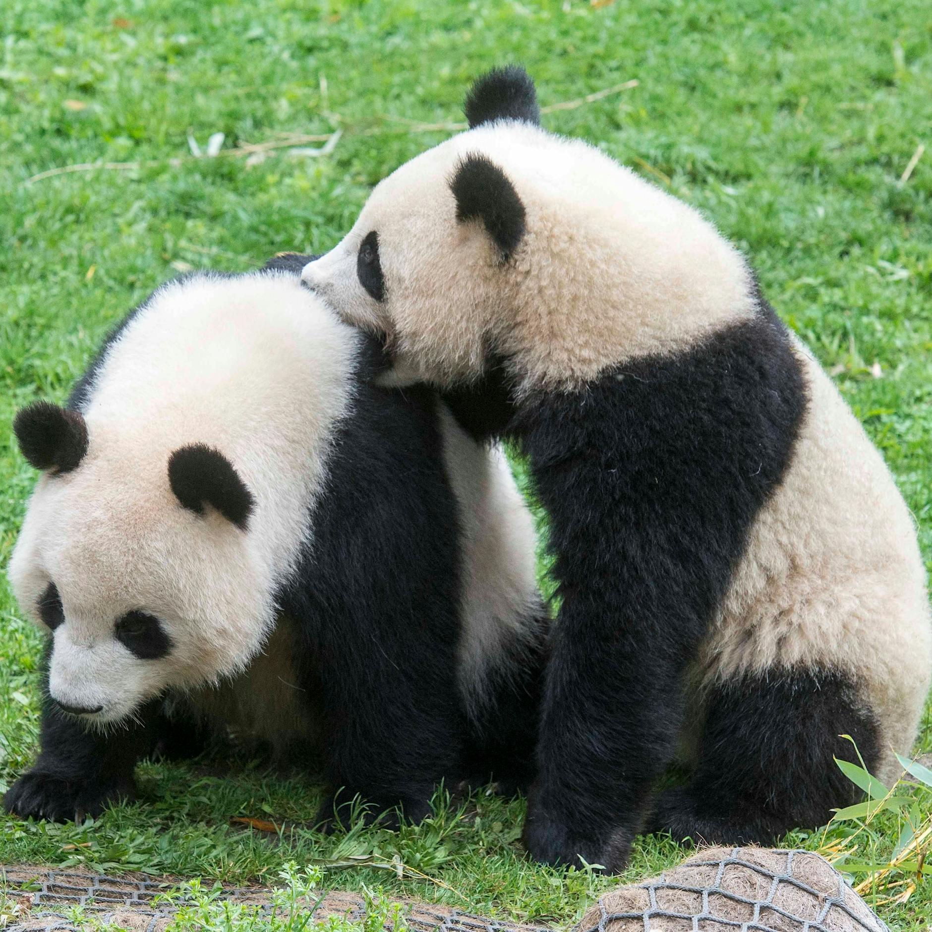 Kuschelig, süß und teuer: Zoo-Lieblinge Pit und Paule werden vier!
