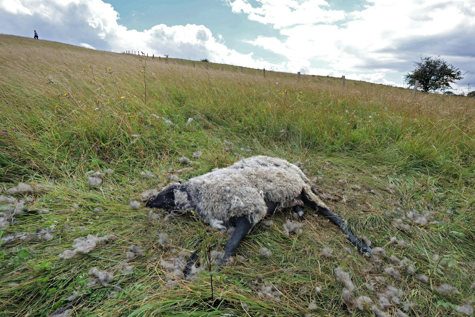 Grausiger Anblick: ein gerissenes Schaf. Gregor Beyer sagt: „Es ist völlig normal, dass der Wolf über Zäune springt.“