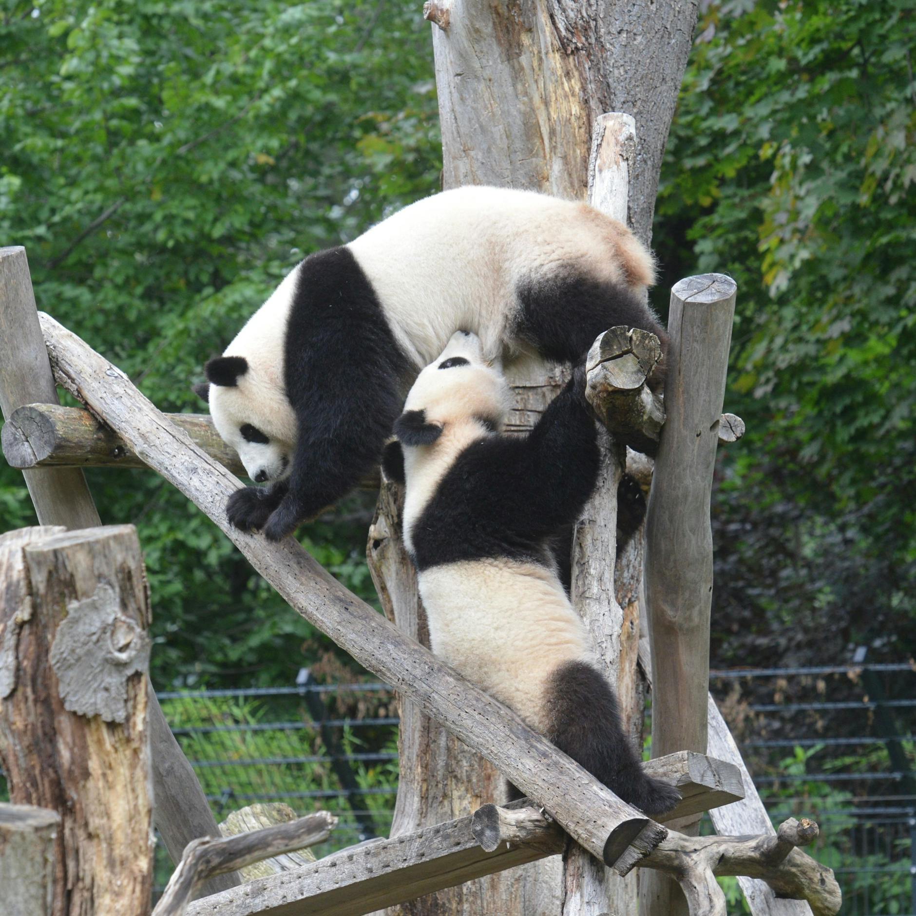 Pit und Paule sind die absoluten Superstars im Berliner Zoo.