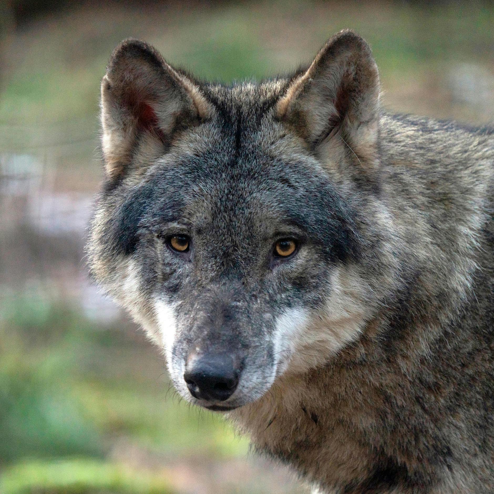 Wolfsexperte Gregor Beyer spricht Klartext: „Die Jagd auf Wölfe ist alternativlos“