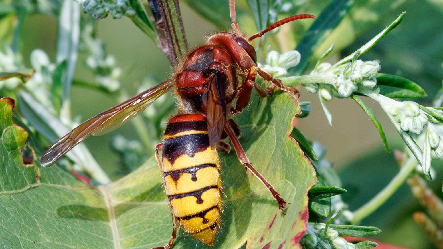 Der Jung wurde von einer Hornisse gestochen, das Gift sorgte für einen sofortigen Herzstillstand.