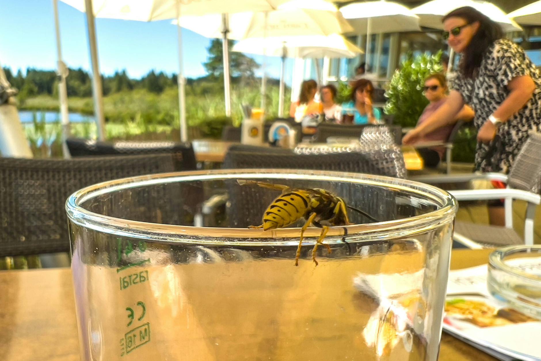 Wespen vertreiben ist nicht schwer. Mit einfachen Hausmitteln kann man Wespen fernhalten, ohne ihnen zu schaden.