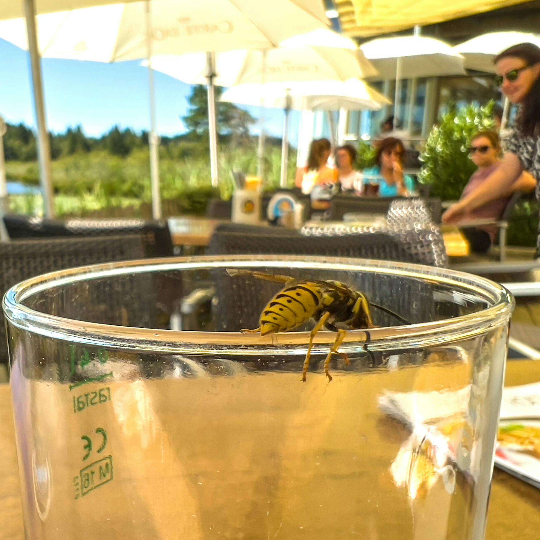 Wespen vertreiben ohne ihnen zu schaden – die besten Hausmittel