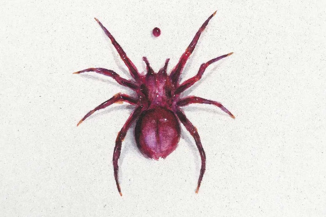 Die Spinne und der Blutstropfen: Ausschnitt aus dem „Of Gloom“-Plattencover von Chaver.