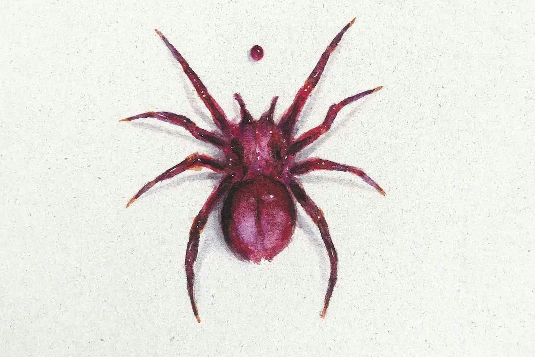 Die Spinne und der Blutstropfen: Ausschnitt aus dem „Of Gloom“-Plattencover von Chaver.