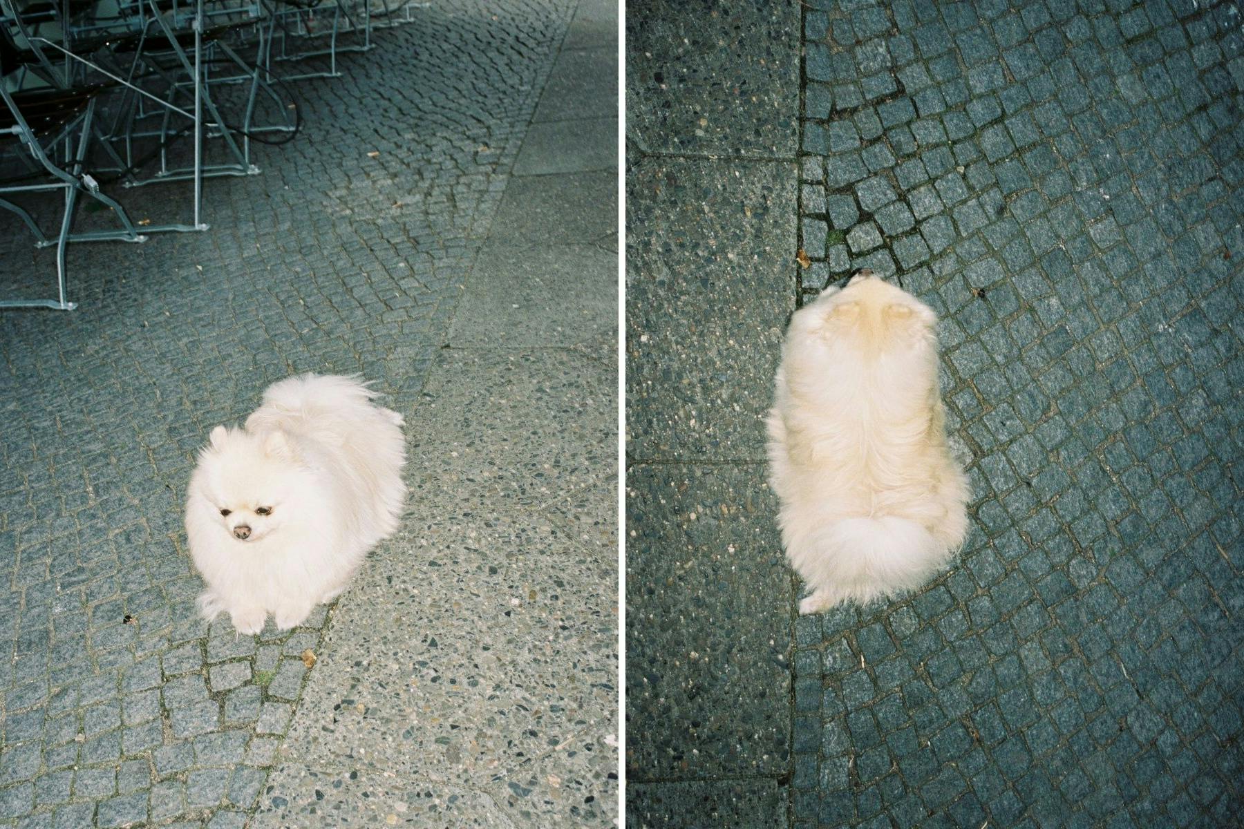 Vorsicht, nicht täuschen lassen, bissiger Hund!