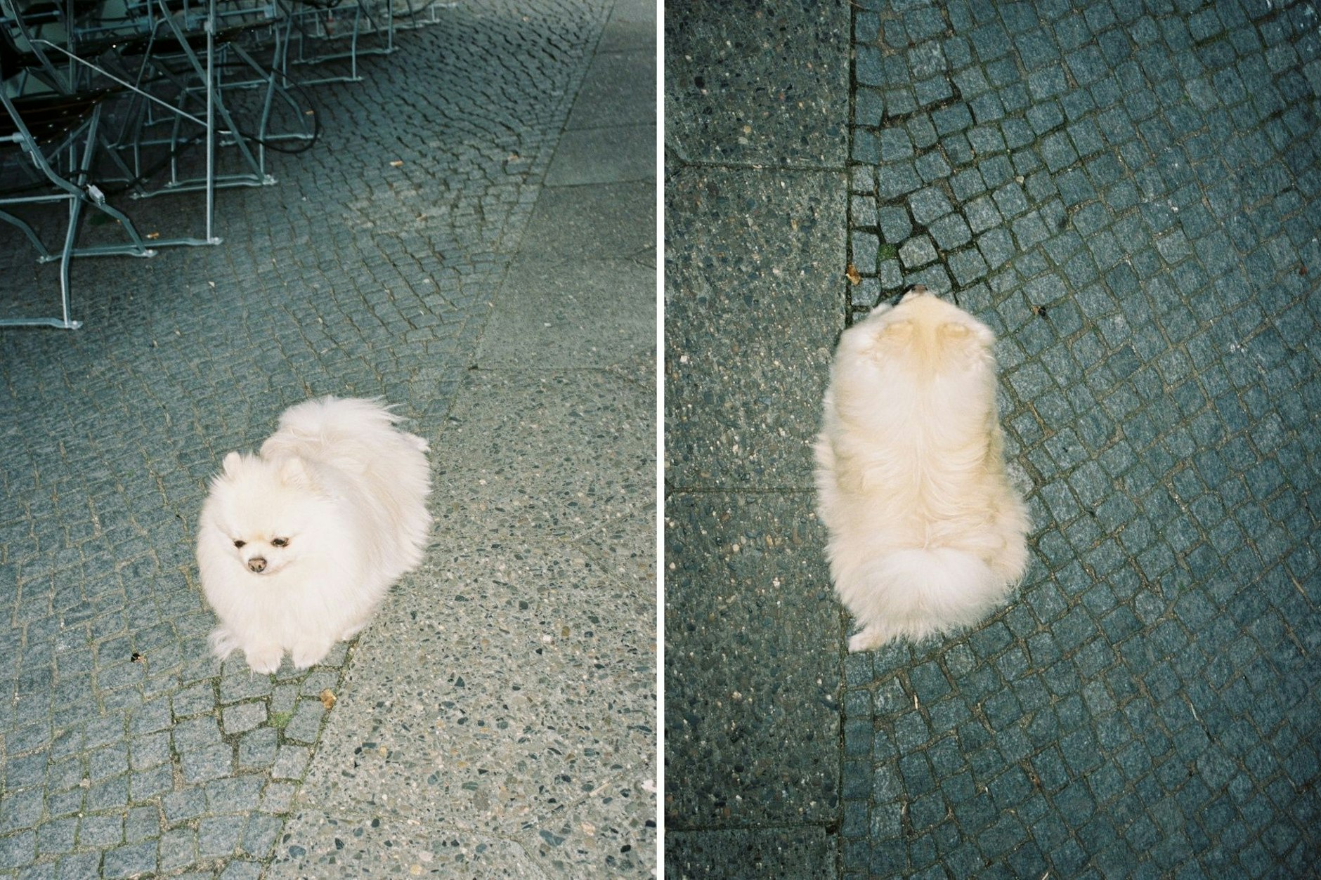 Vorsicht, nicht täuschen lassen, bissiger Hund!