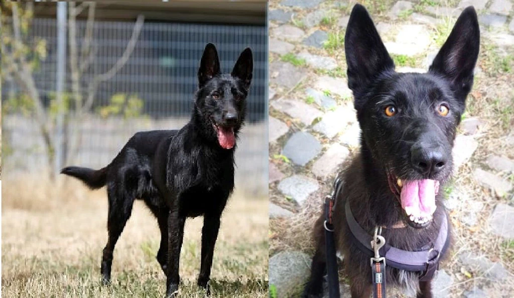 Armer Baghira! Was DIESER schöne Hund erleben musste, ist so traurig