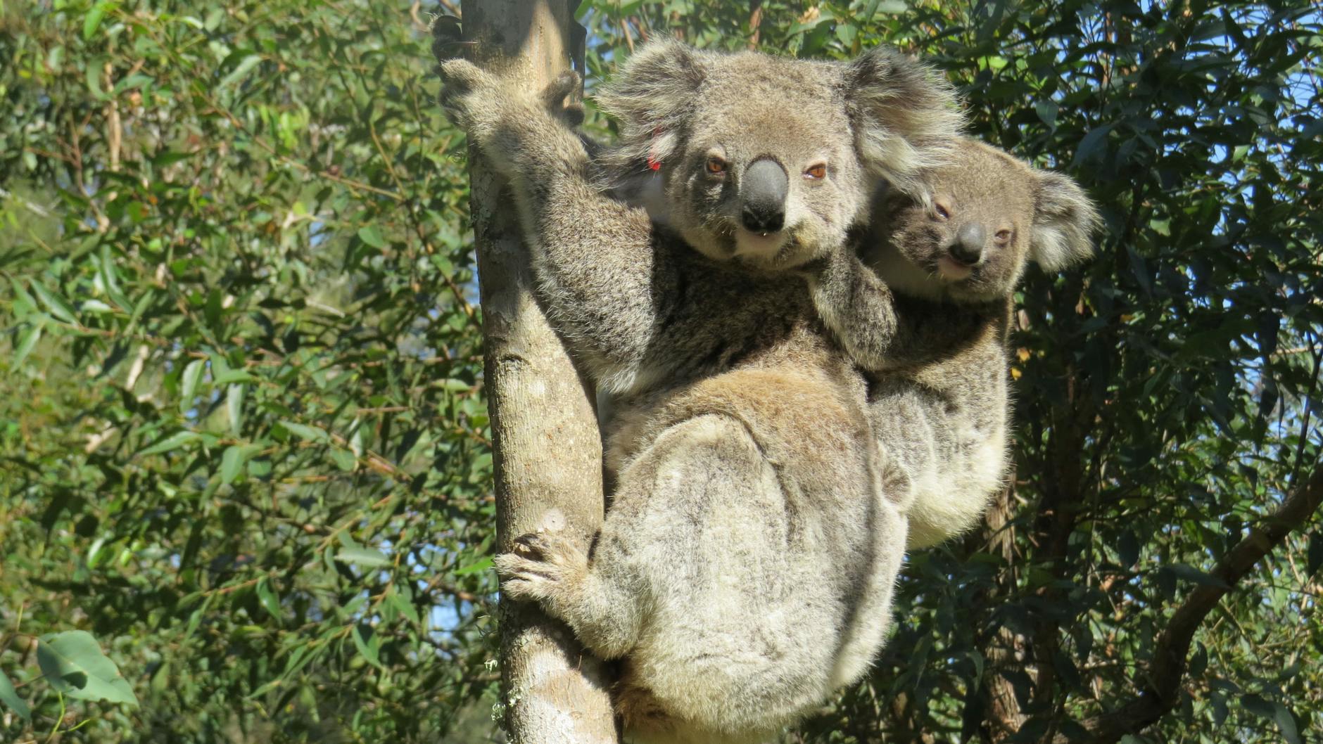 Die gewaltigen Buschfeuer in Australien vor vier Jahren hätte das Koala-Weibchen Ember fast nicht überlebt - nun wird das niedliche Beuteltier bereits zum zweiten Mal Mutter.