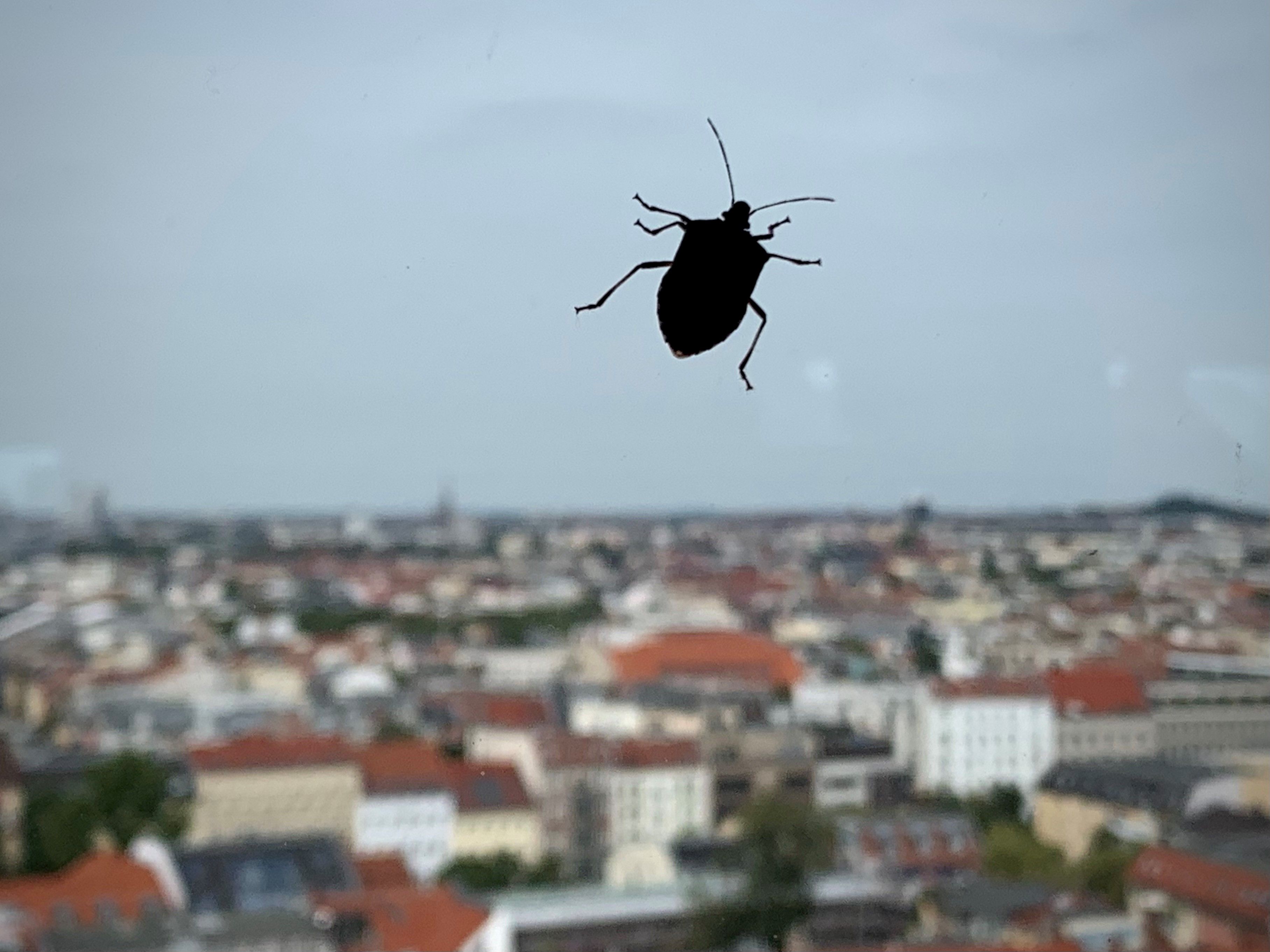 Käfer am Hochhaus: Wie hoch fliegen Mücken und Co. eigentlich?