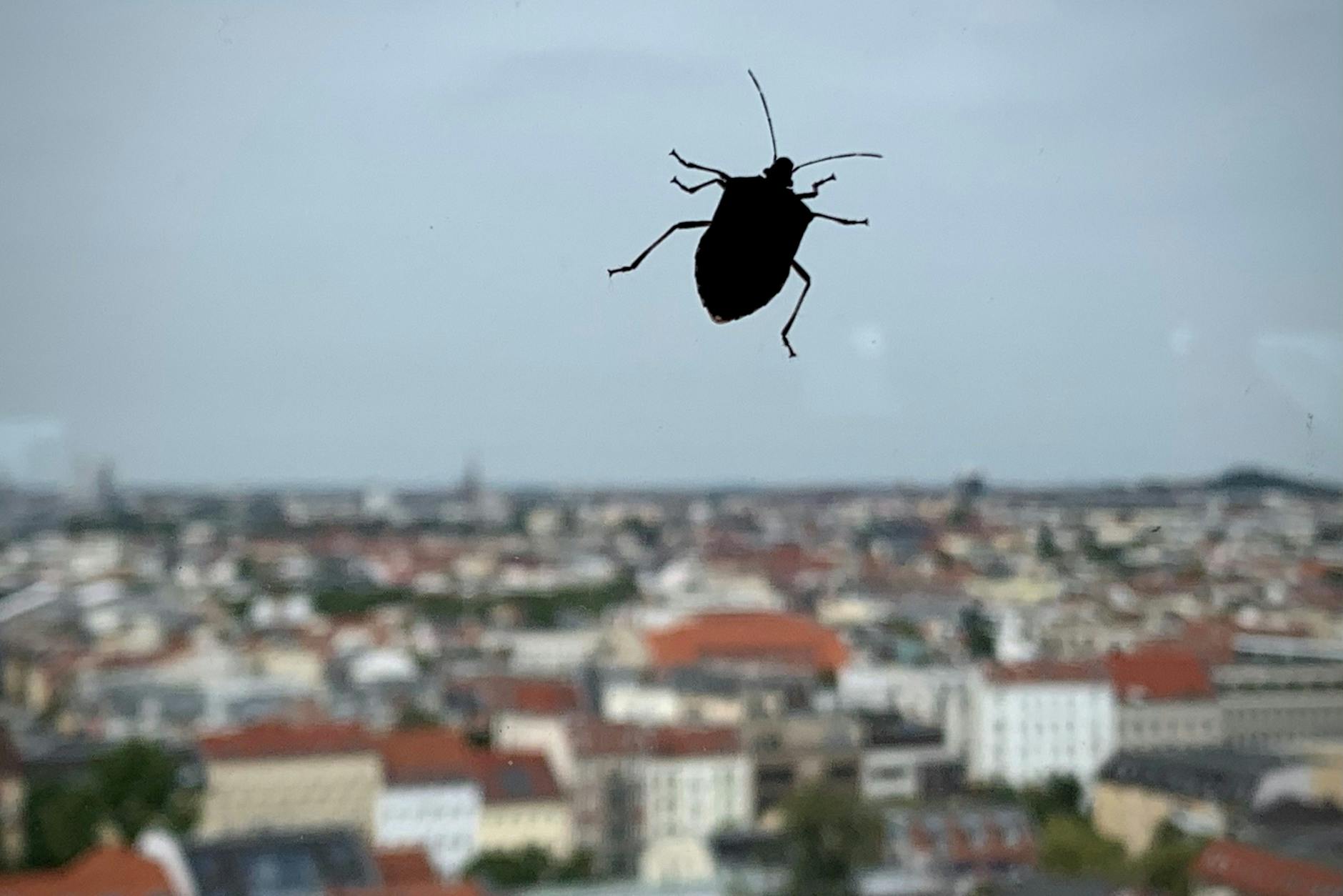 Ein Insekt läuft über eine Scheibe in der 13. Etage eines Hochhauses mitten in Berlin.