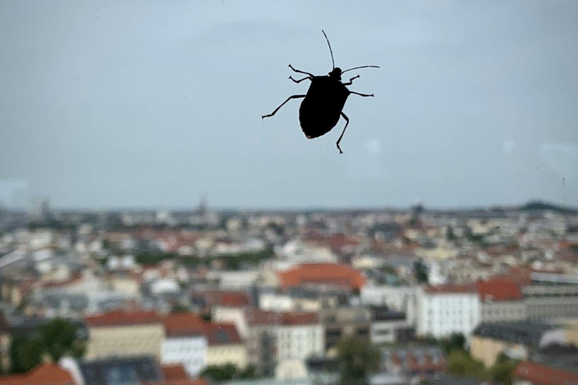 Ein Insekt läuft über eine Scheibe in der 13. Etage eines Hochhauses mitten in Berlin.