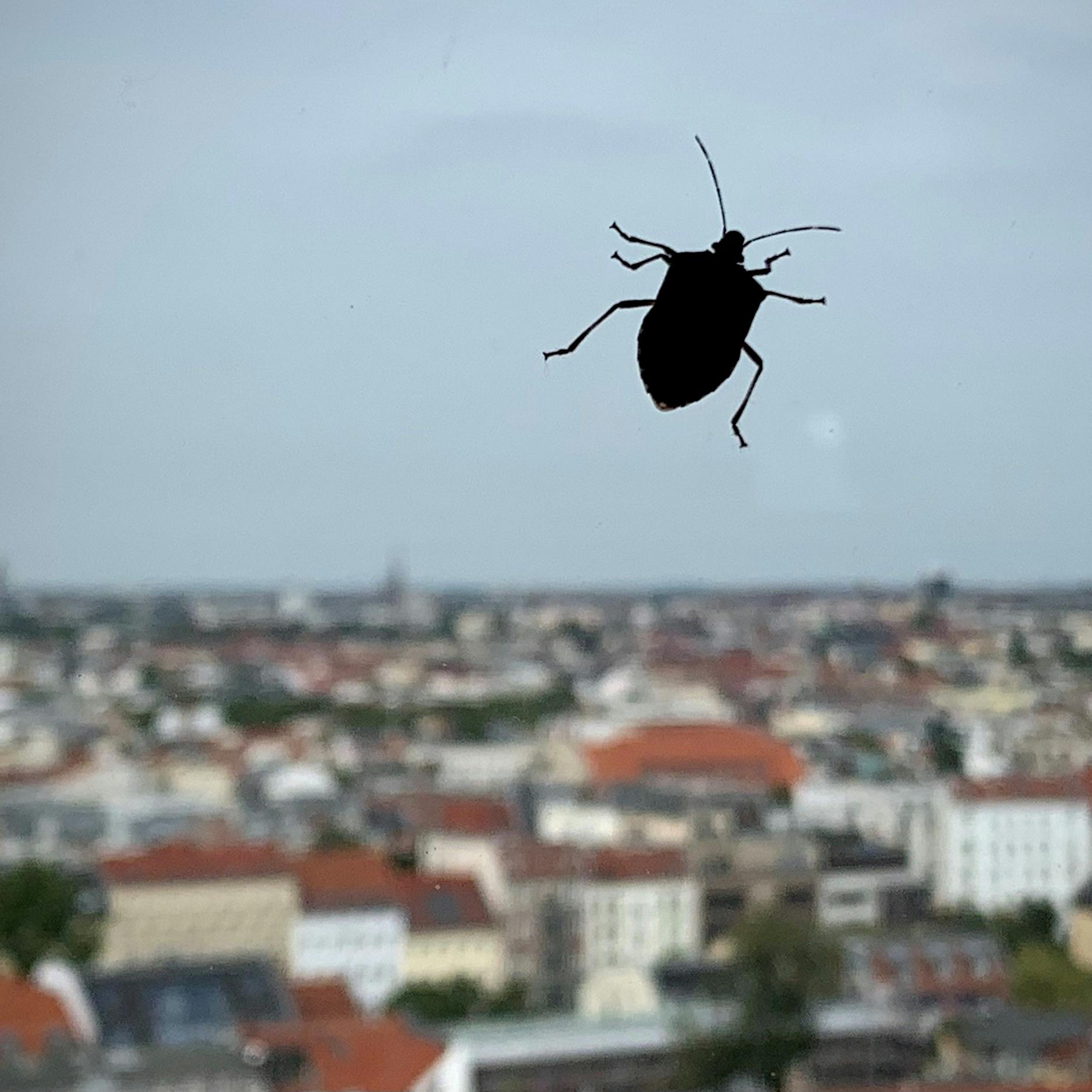 Käfer am Hochhaus: Wie hoch fliegen Mücken und Co. eigentlich?