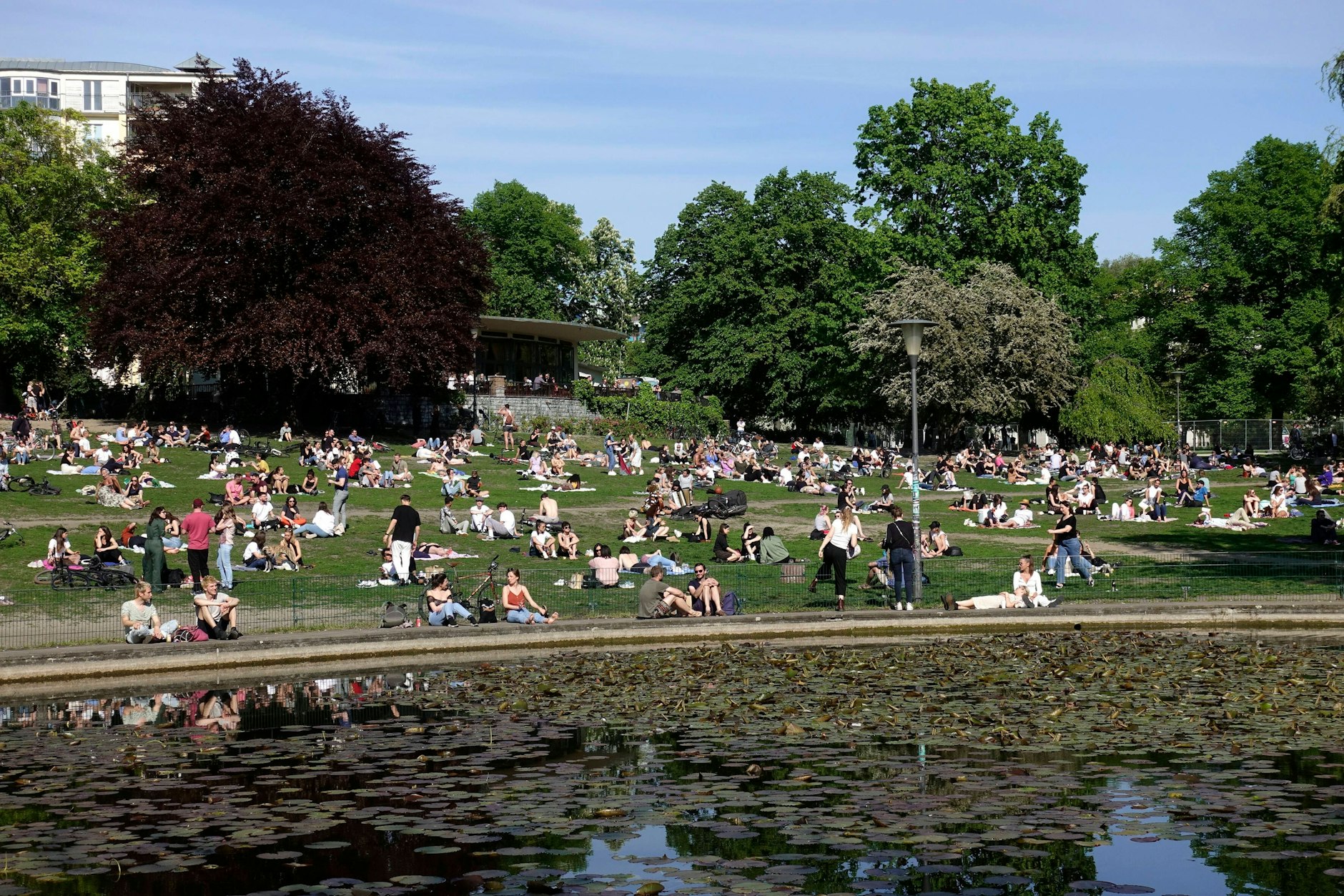 Gedränge zu Land und zu Wasser. Zu viele Fische wohnen im Teich im Weinbergspark in Mitte. Das Bezirksamt sucht nun Menschen, die die Fische haben wollen.