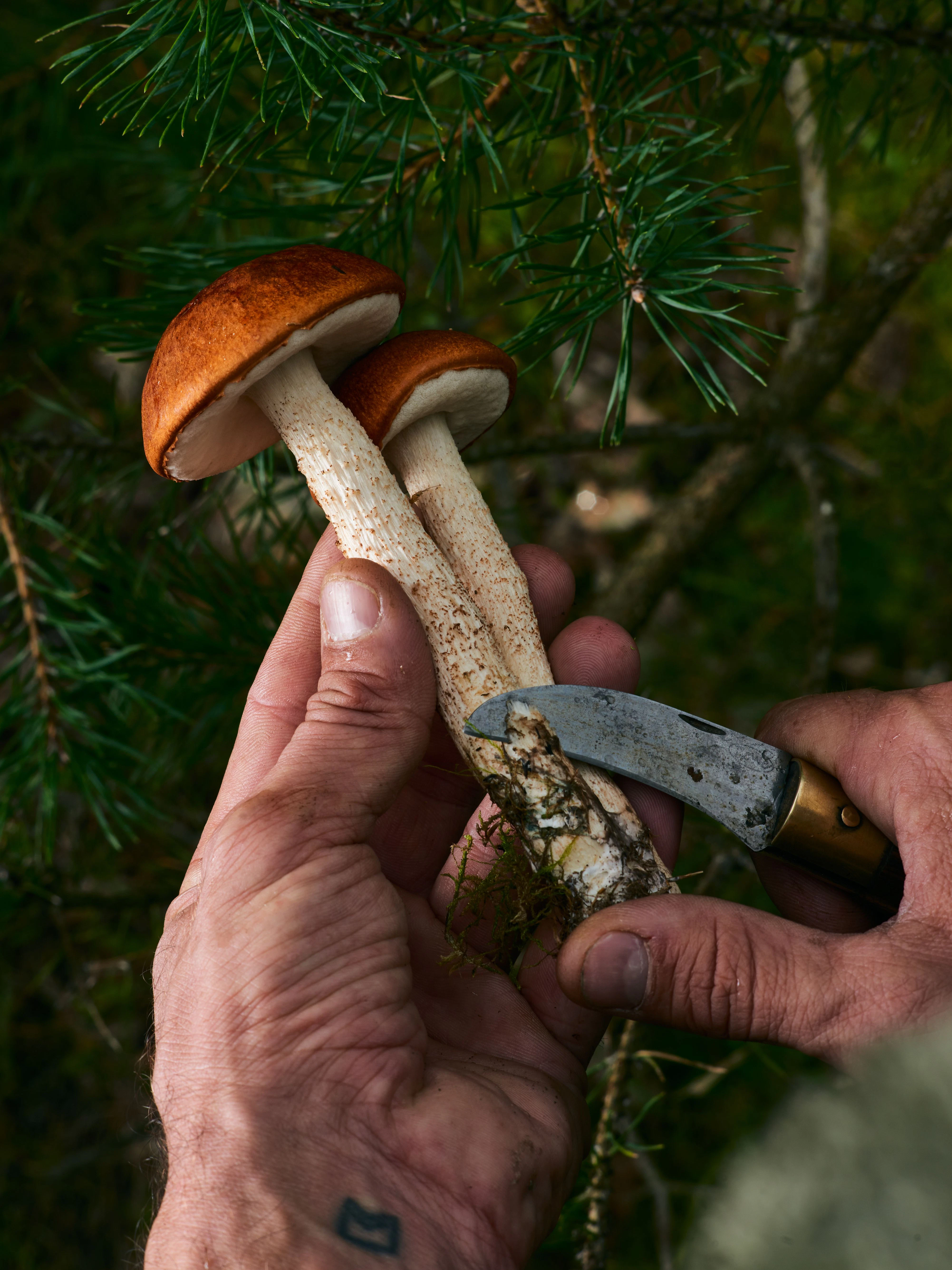 Endlich etwas Essbares: Die Espenrotkappe wird gleich im Wald geputzt.