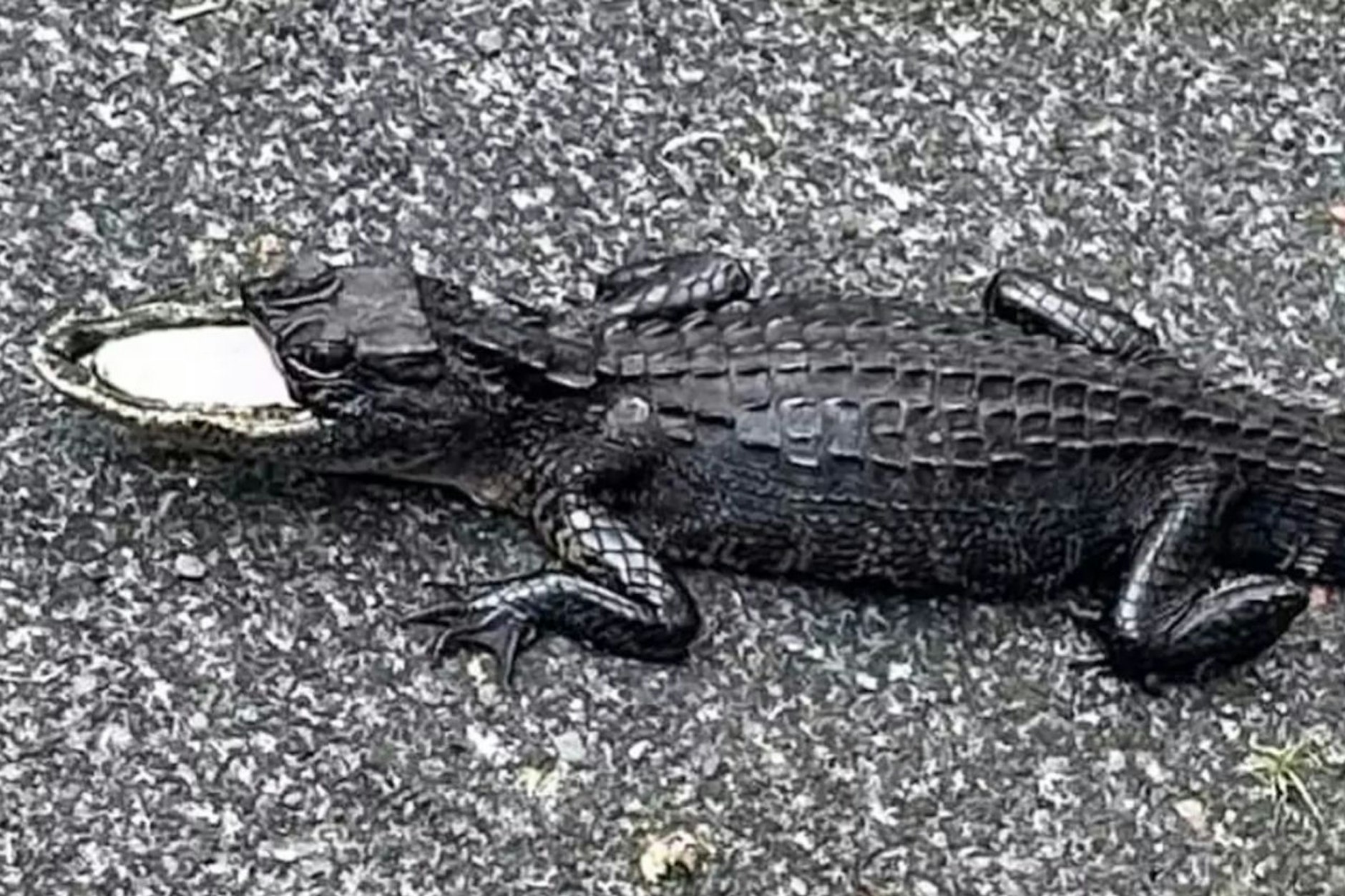 Dem gesuchten Alligator fehlt die obere Kieferhälfte.