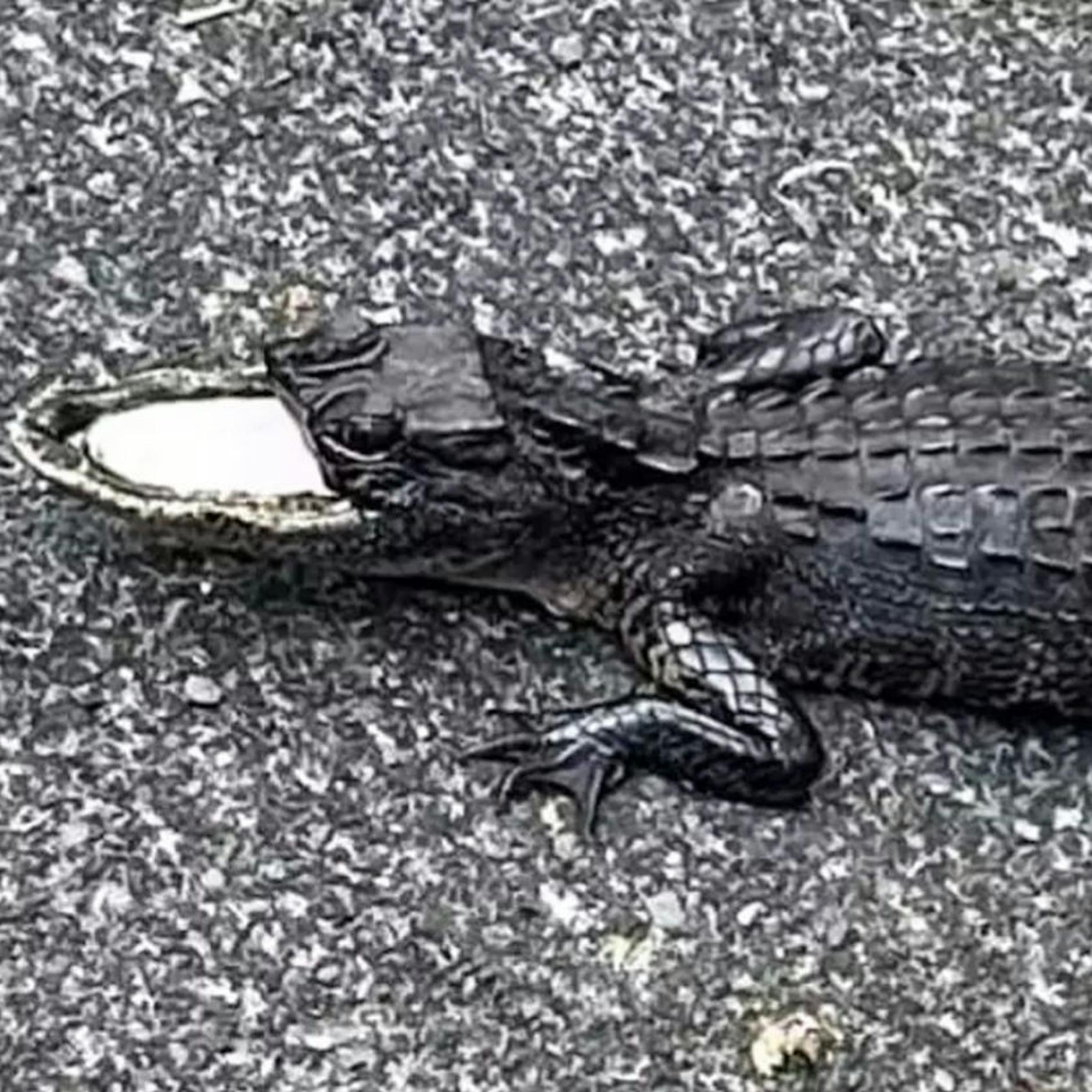 Alligator mit halber Schnauze wird gesucht