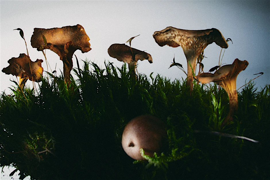 Den Wald mit anderen Augen sehen: Pilze sind mehr als nur ein Sammelobjekt.