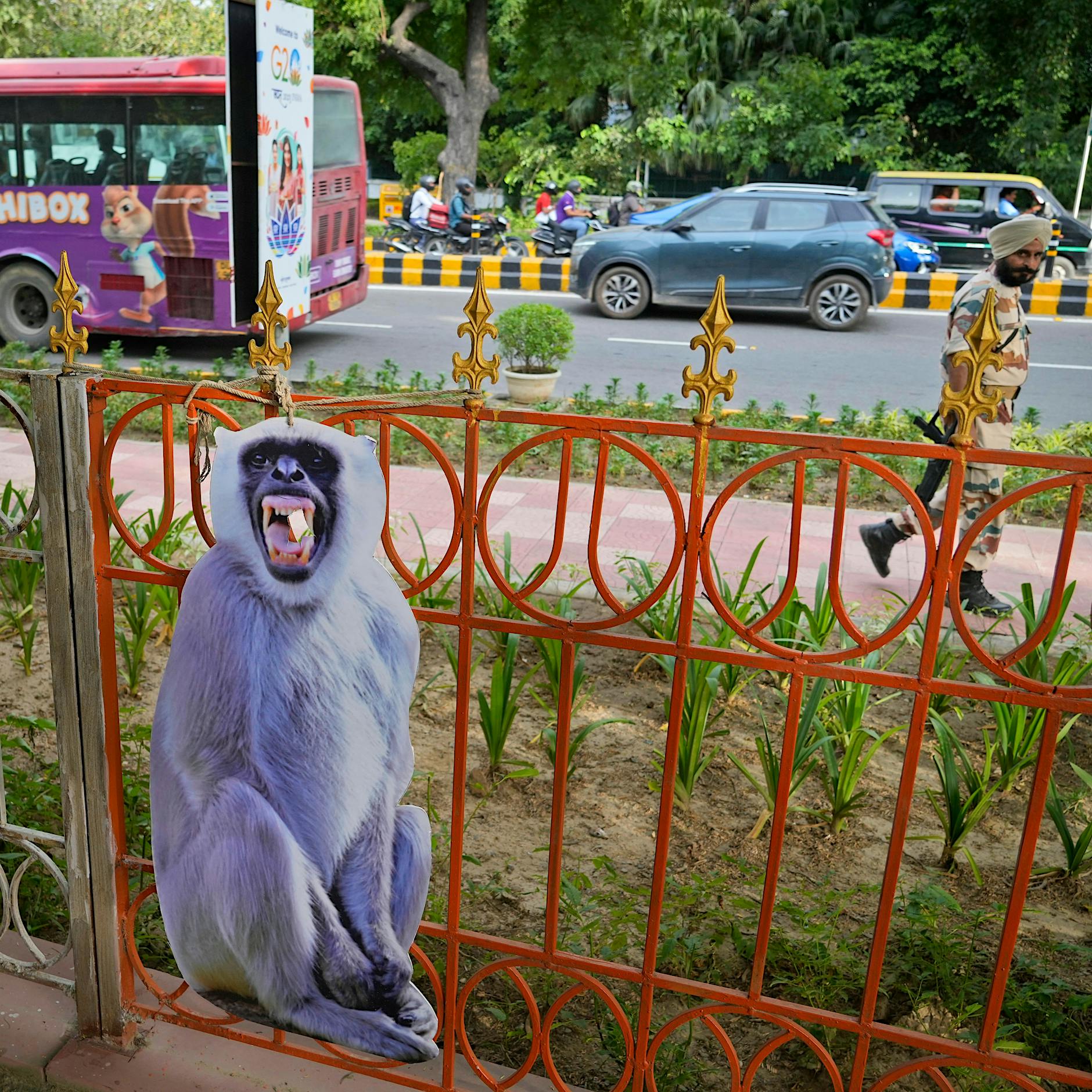 G20-Gipfel: So will Indien die Affen aus Neu-Delhi verjagen