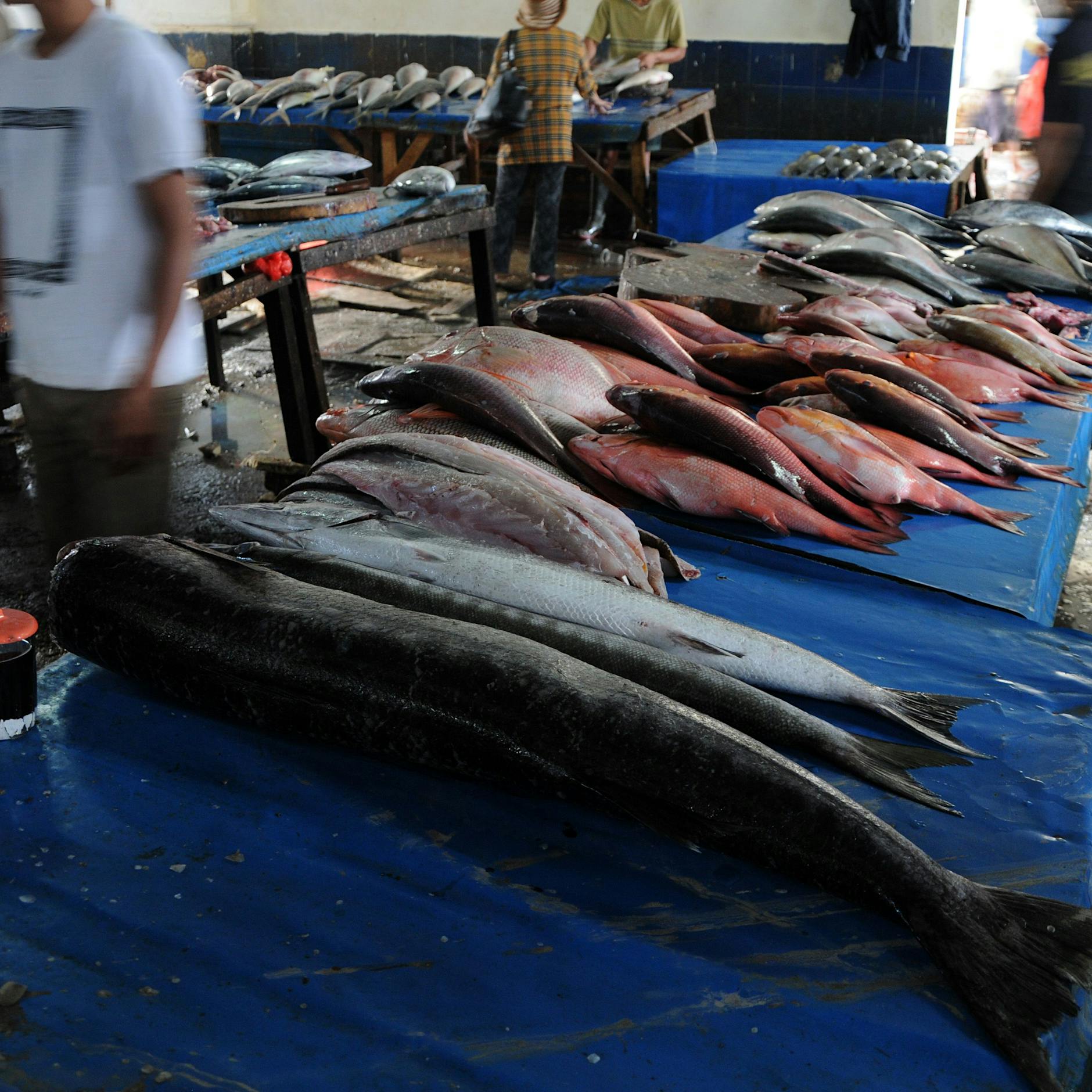 Korallenriffe sind weltweit überfischt