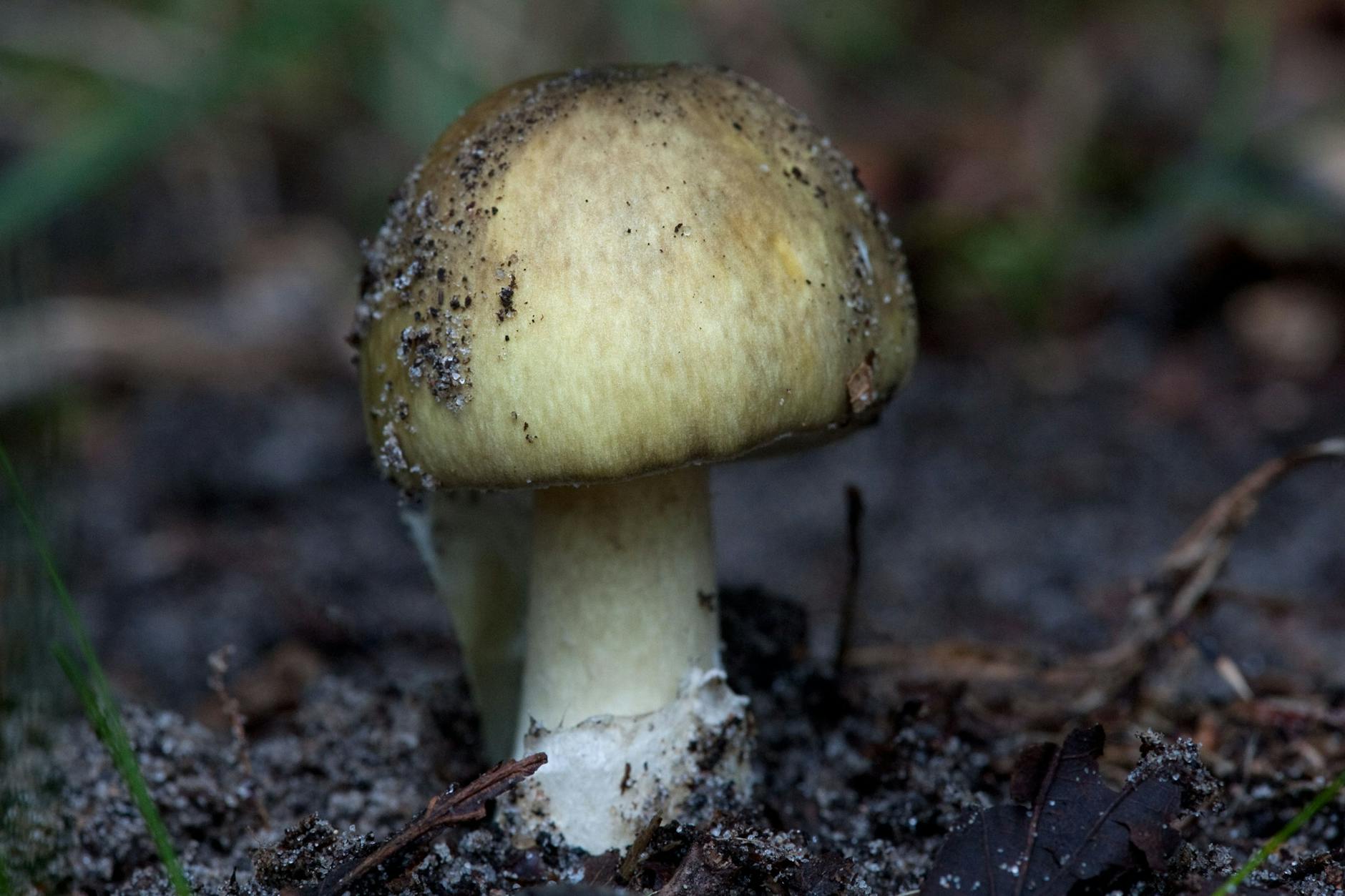 Besonders giftig: der Grüne Knollenblätterpilz (Amanita phalloides). 