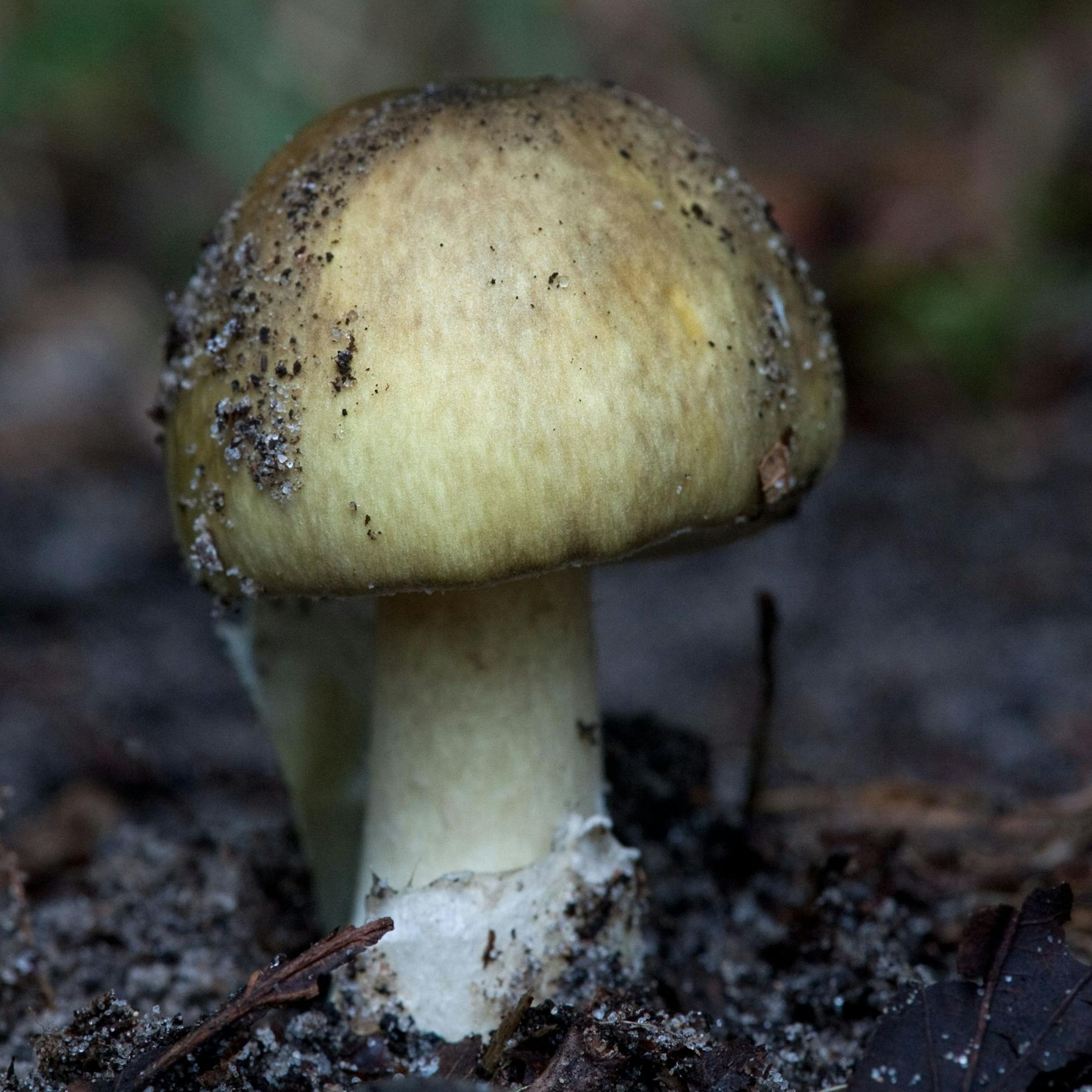Besonders giftig: der Grüne Knollenblätterpilz (Amanita phalloides) 