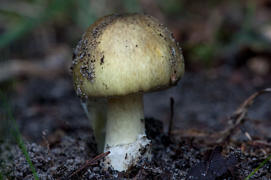 Besonders giftig: der Grüne Knollenblätterpilz (Amanita phalloides).&nbsp;