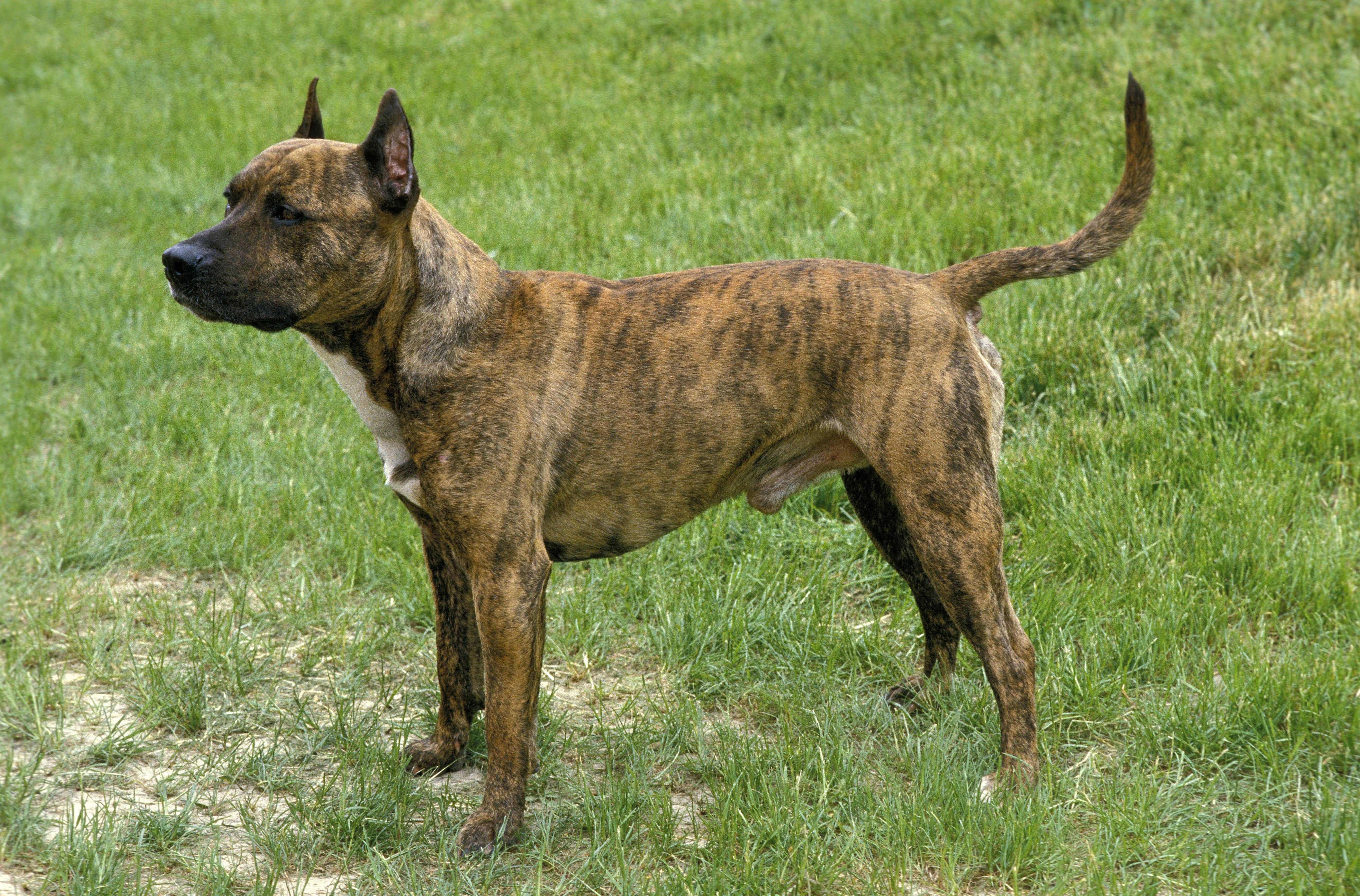 Berliner Polizisten Erschießen Aggressiven Hund