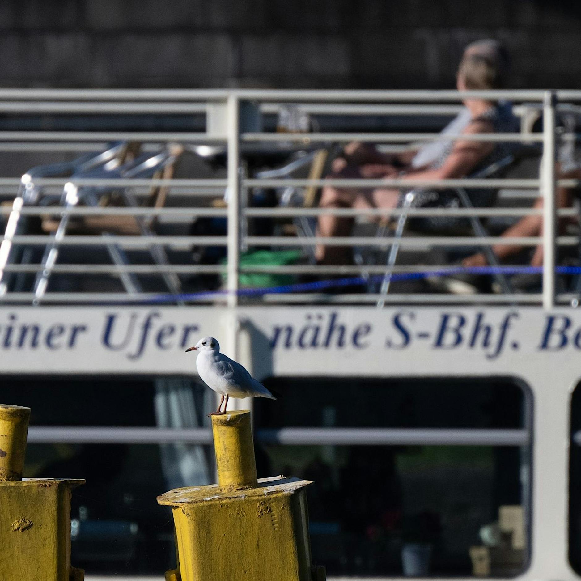Möwen in Berlin - Wie der Küstenvogel in die Hauptstadt kam