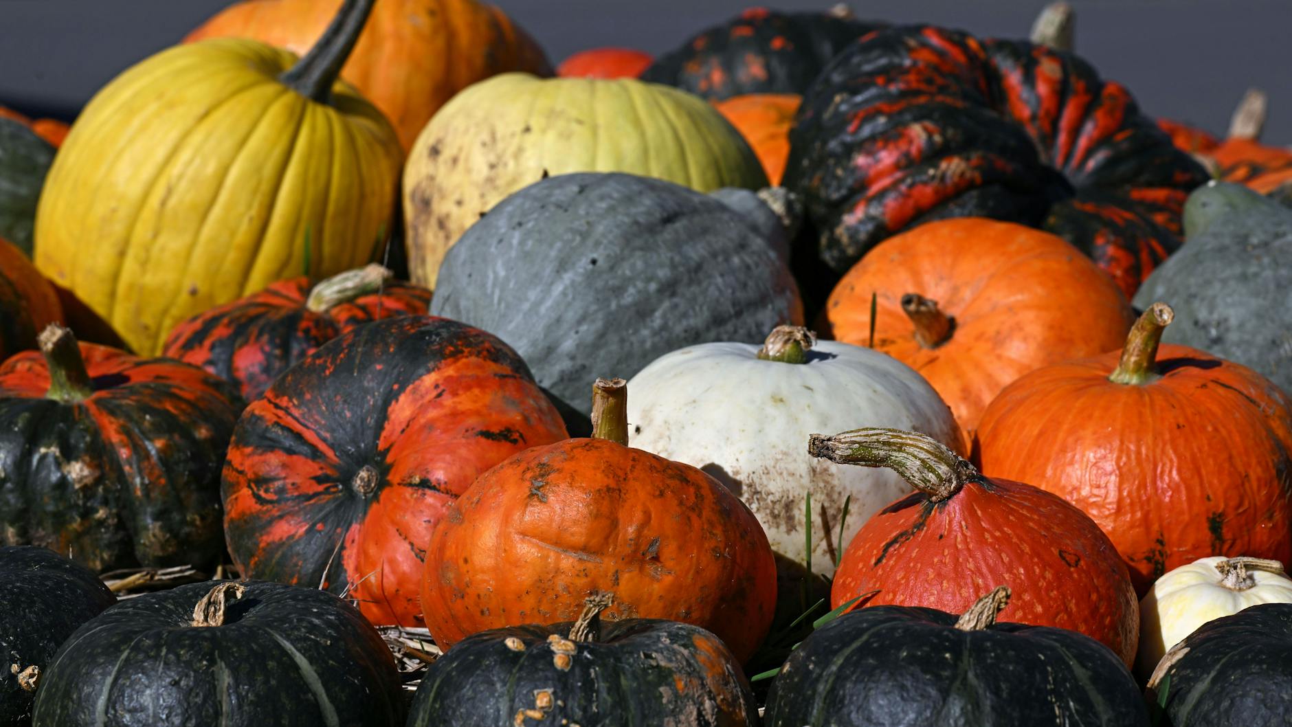 Bunte Kürbisse liegen nebeneinander. In vielen Bundesländern hat die Kürbisernte längst begonnen. 