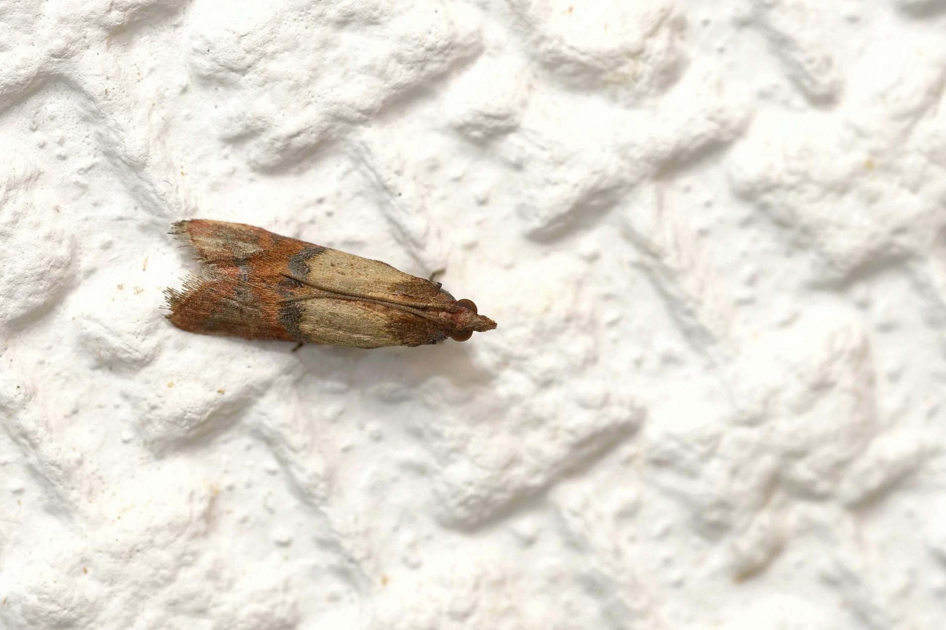 Lebensmittelmotten können in jede Küche kommen.