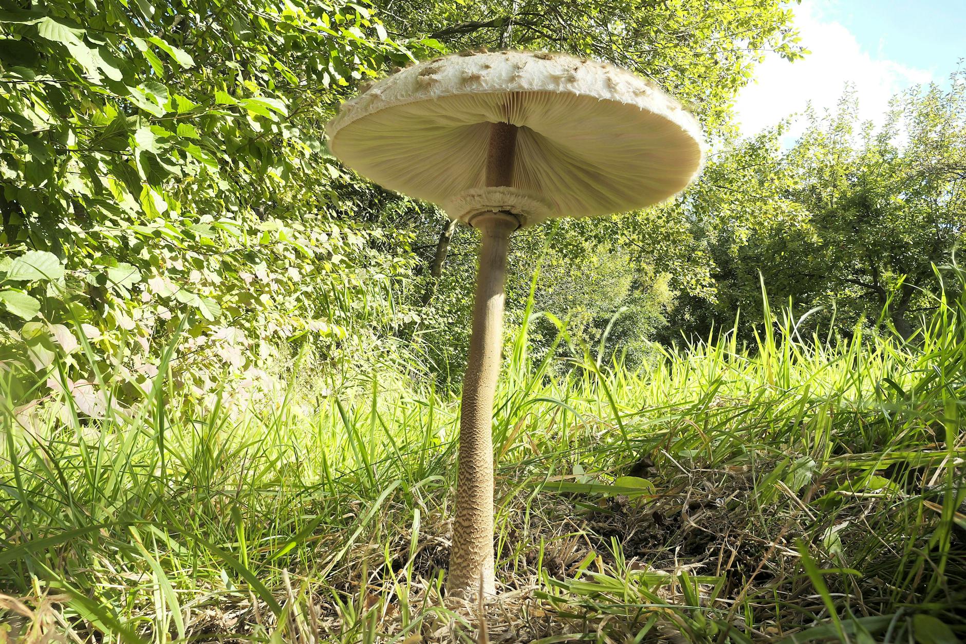 Schirmpilz auf einer Lichtung. Oft sind die Hüte dieser imposanten heimischen Pilze, auch Parasol genannt, schon von Weitem zu sehen. 