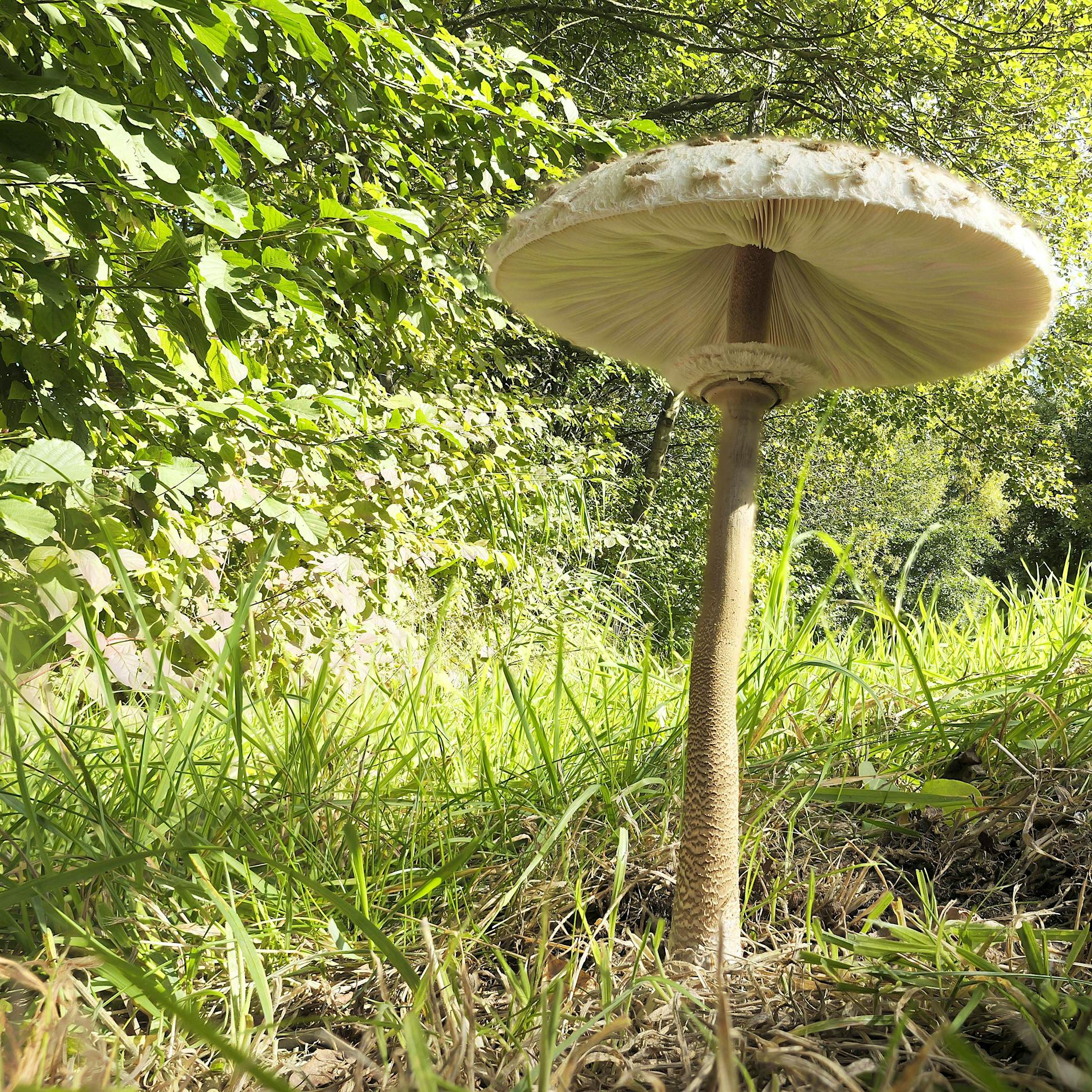 Schirmpilze: Daraus lassen sich leckere Schnitzel zubereiten