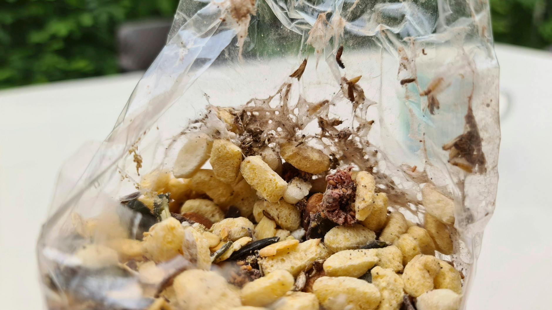 Lebensmittelmotten können sich durch Papier und Plastik fressen.