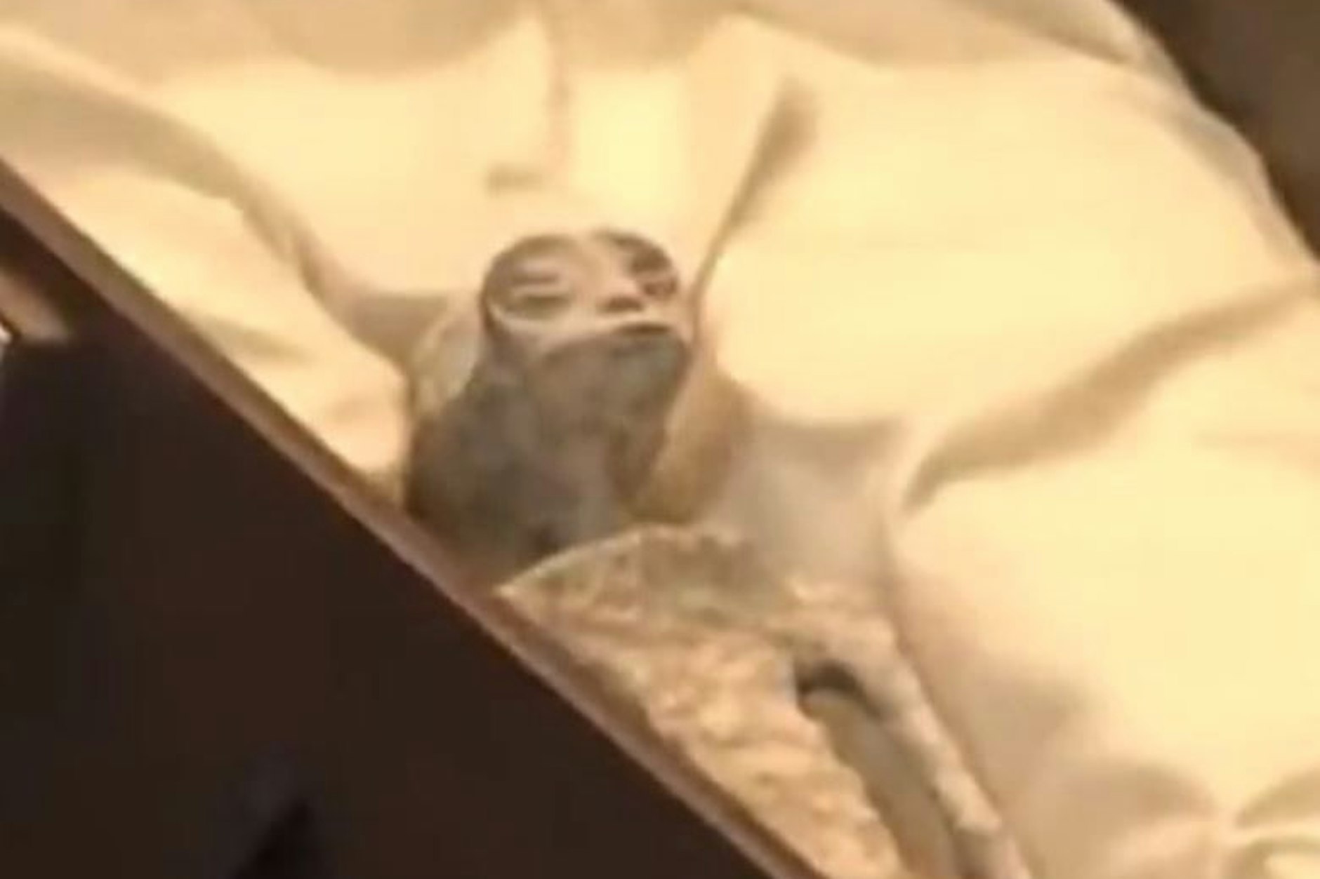 Die mumifizierten Überreste angeblicher Aliens wurden Kongressmitgliedern in Mexiko gezeigt.