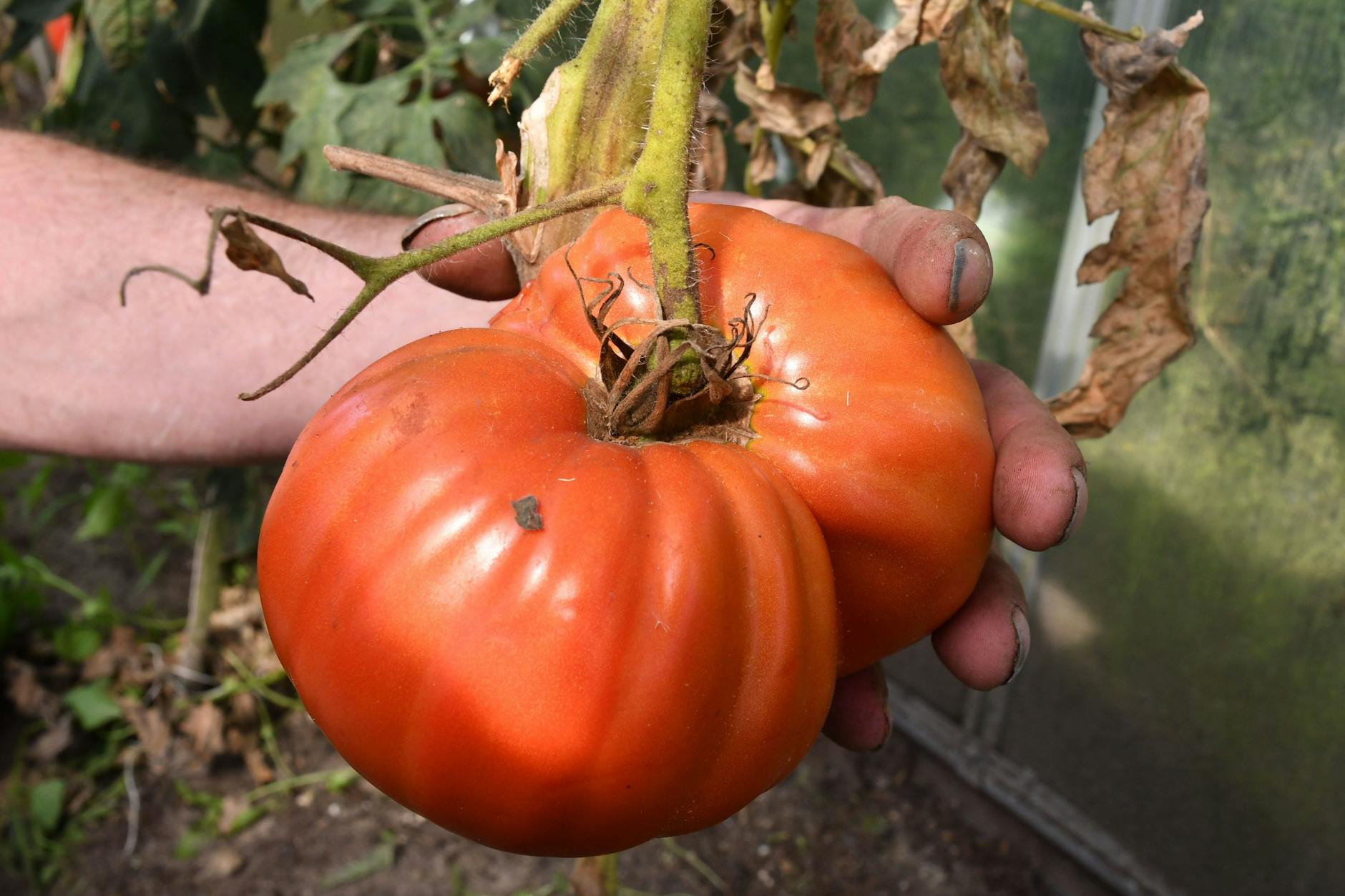 Brandenburg 500 Kilo Tomaten Aus Gew chshaus Gestohlen brandenburg-500-kilo-tomaten-aus-gew-chshaus-gestohlen