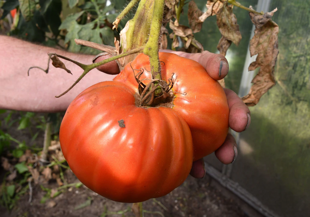 Brandenburg: Unbekannte stehlen 500 Kilo Tomaten aus Gewächshaus