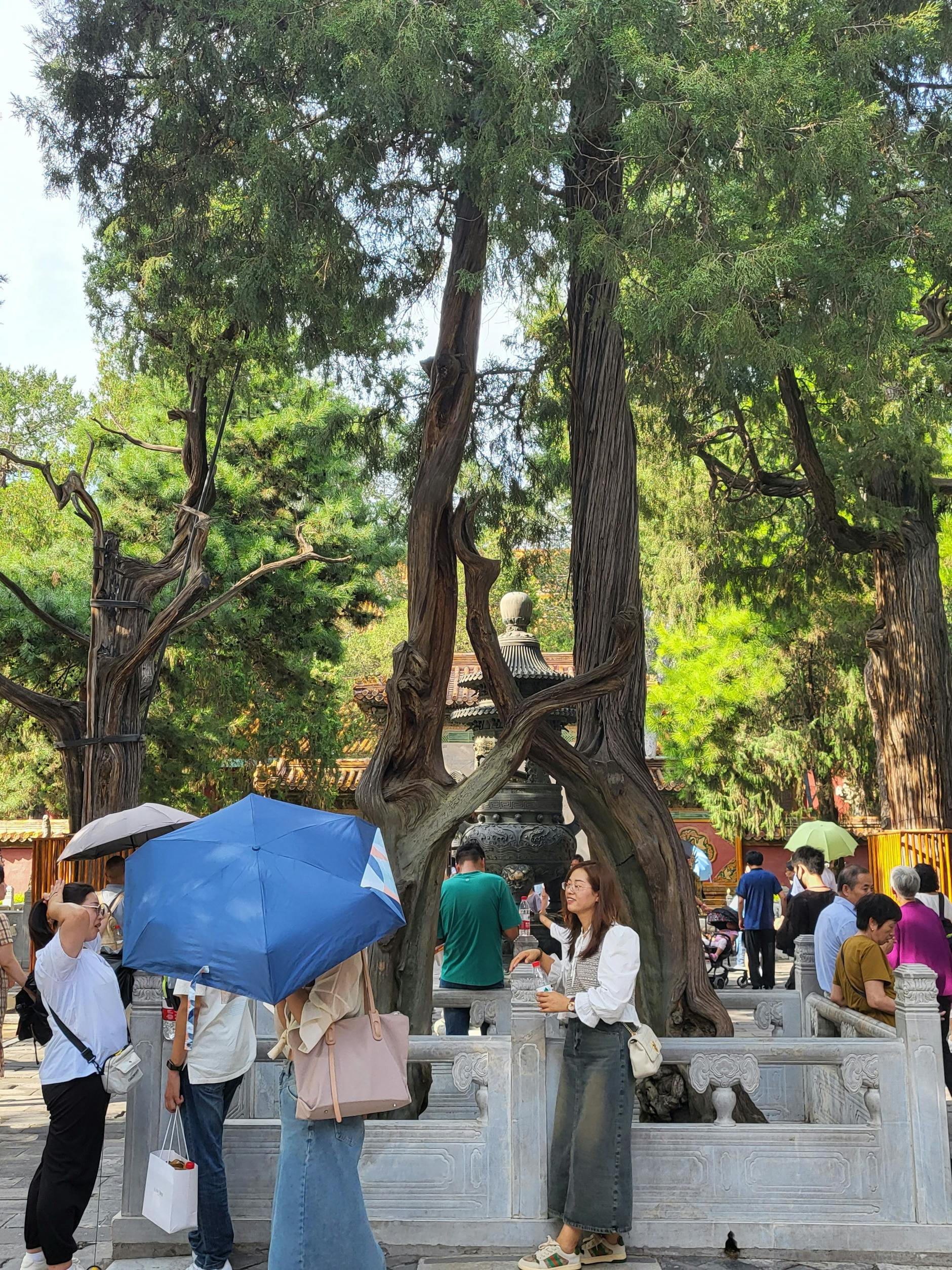 Im Garten der Verbotenen Stadt stehen wundersame Bäume, gepflanzt in der Bauzeit der Kaiserpaläste.