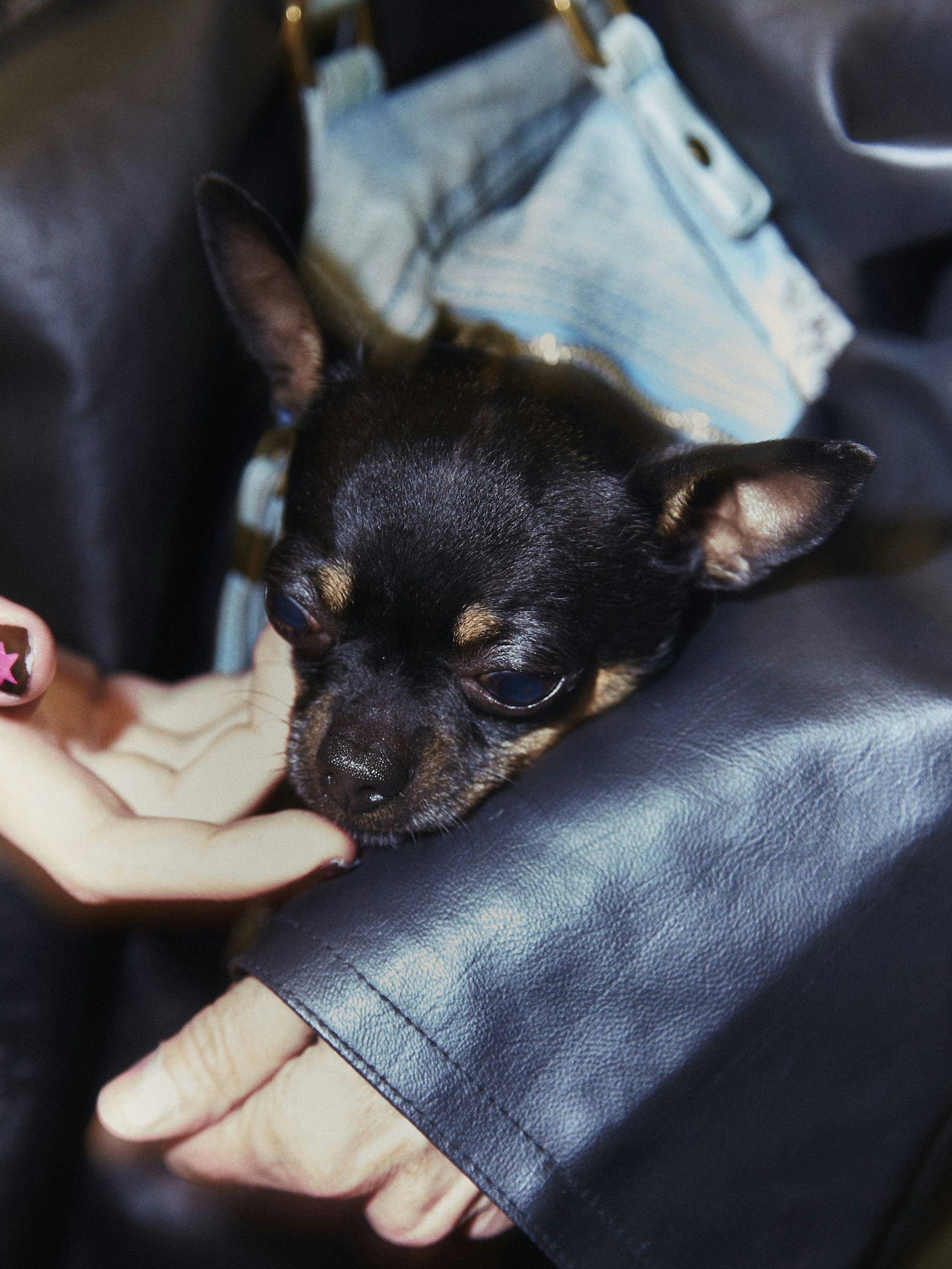 Hund Luis sitzt in einer Liebeskind-Jeanstasche und ist ganz brav.