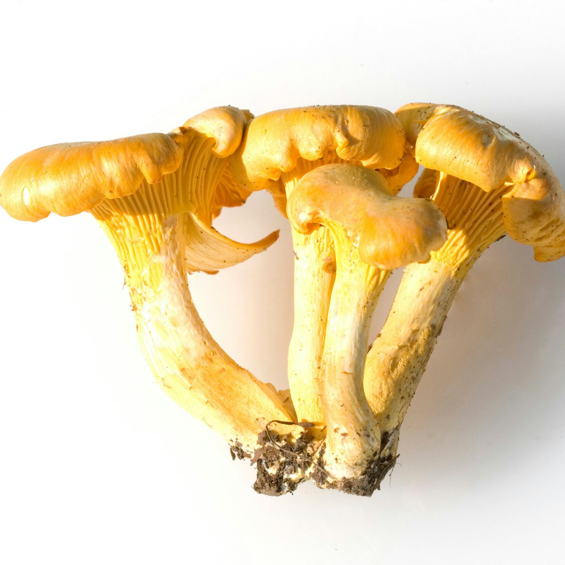 Frische Pfifferlinge riechen aromatisch nach Wald.