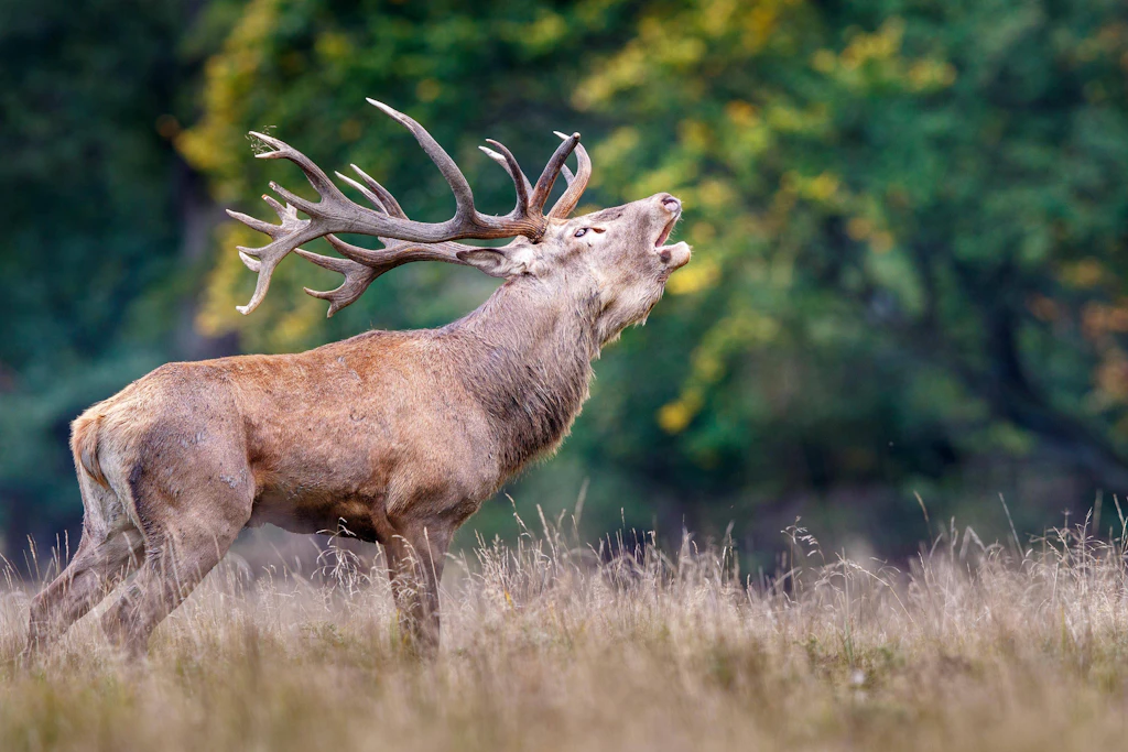 Im Naturparadies Döberitzer Heide kämpfen jetzt die Hirsche