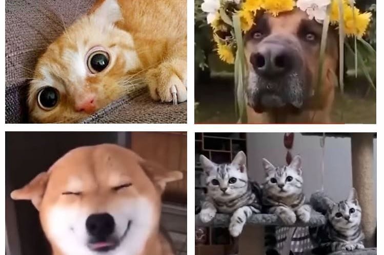 Die lustige Welt der Tiere.