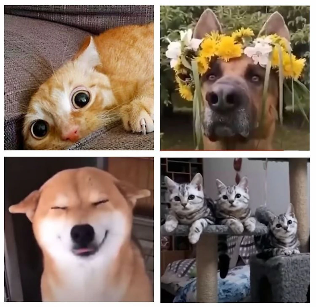 Die lustige Welt der Tiere – diese Videos müssen Sie sehen!