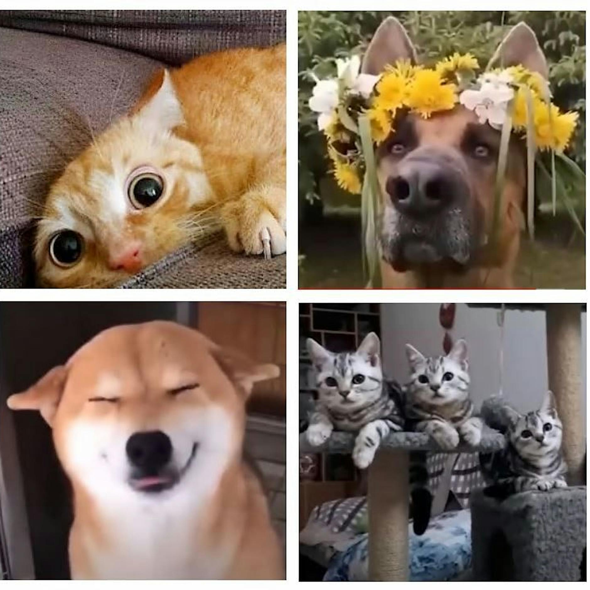 Die lustige Welt der Tiere – diese Videos müssen Sie sehen!