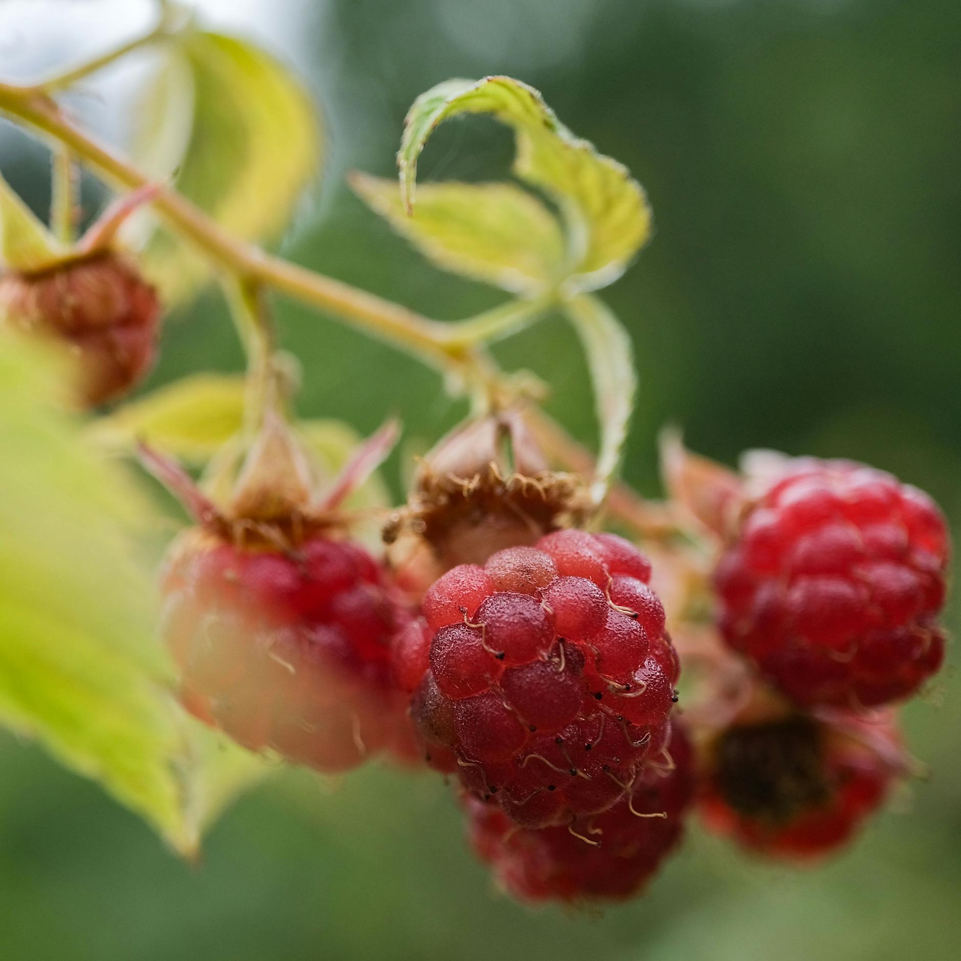 Himbeeren ernten, schneiden und pflegen: Die Tipps vom Profi-Gärtner