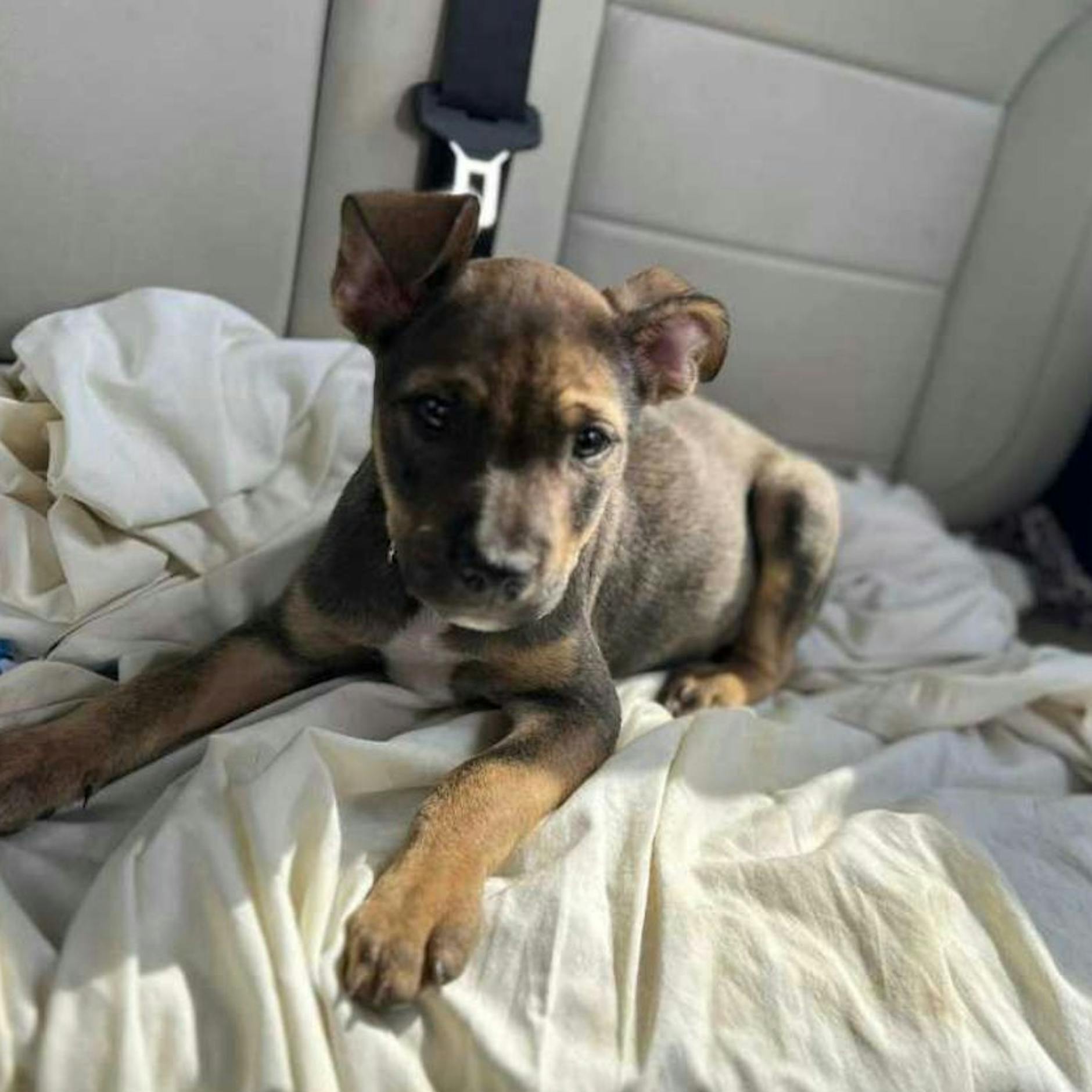 Brutales Herrchen wirft Welpen aus dem Auto – vor dem Tierheim